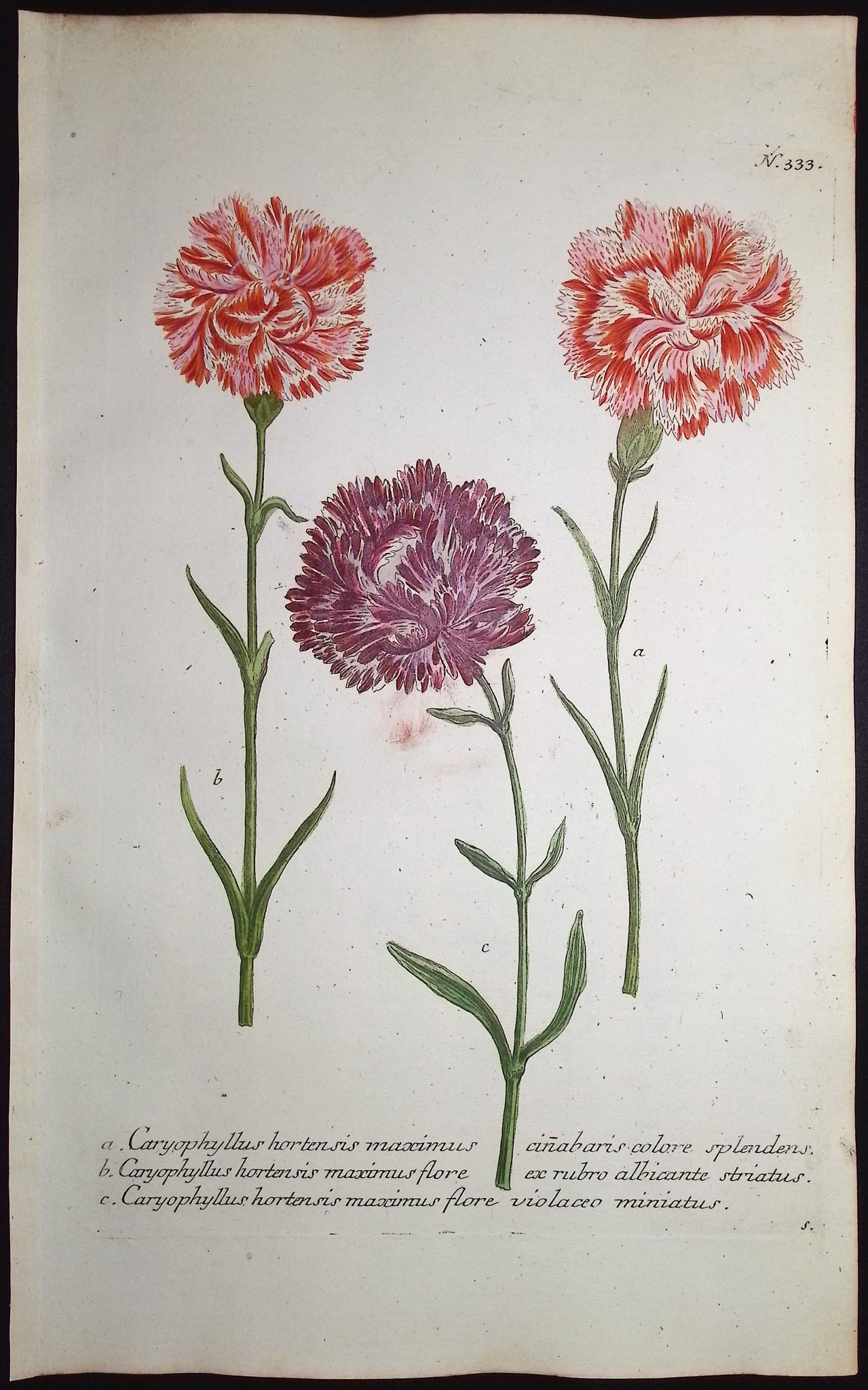 Weinmann - 7 Carnation Engravings - 3