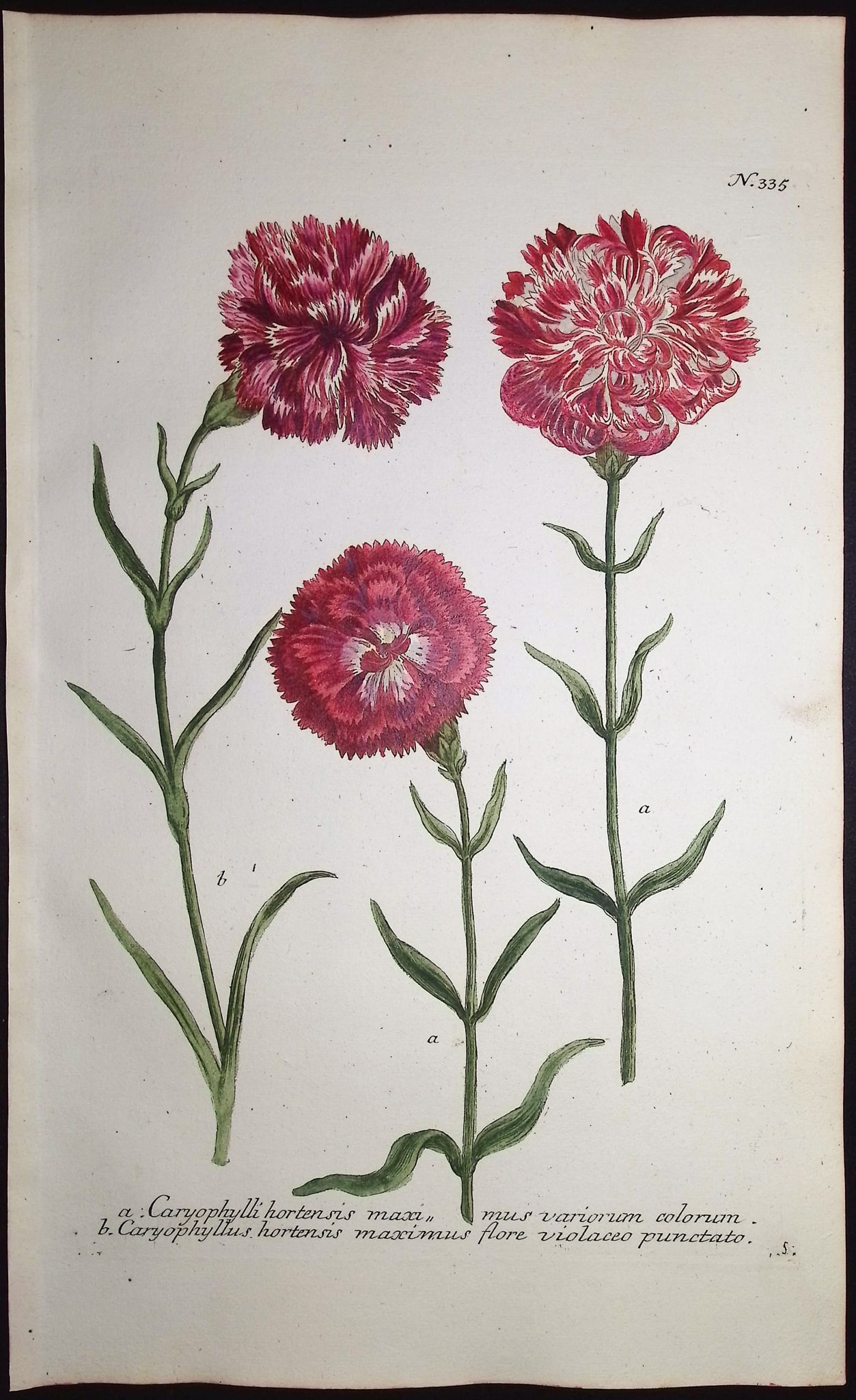 Weinmann - 7 Carnation Engravings - 4