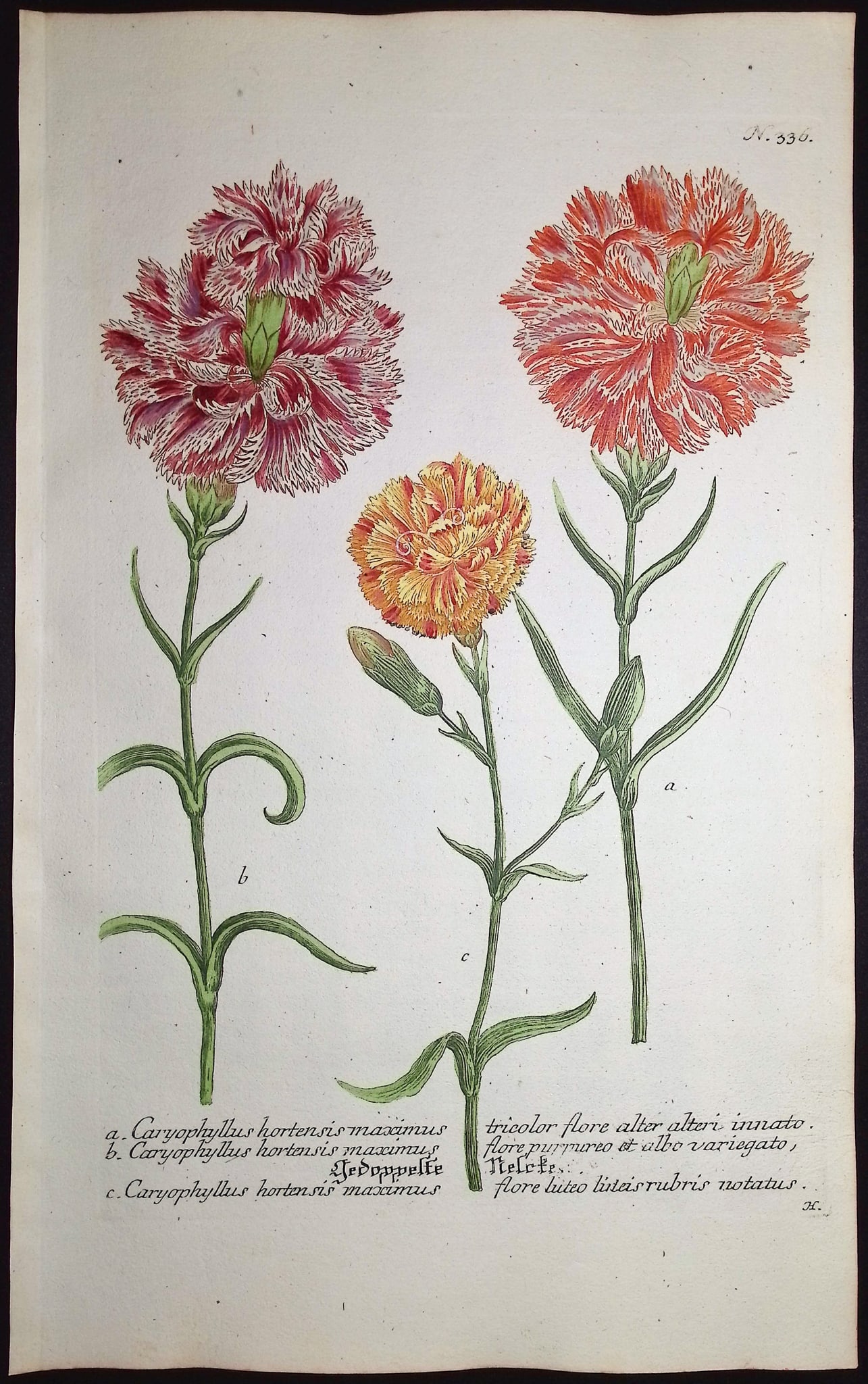 Weinmann - 7 Carnation Engravings - 5