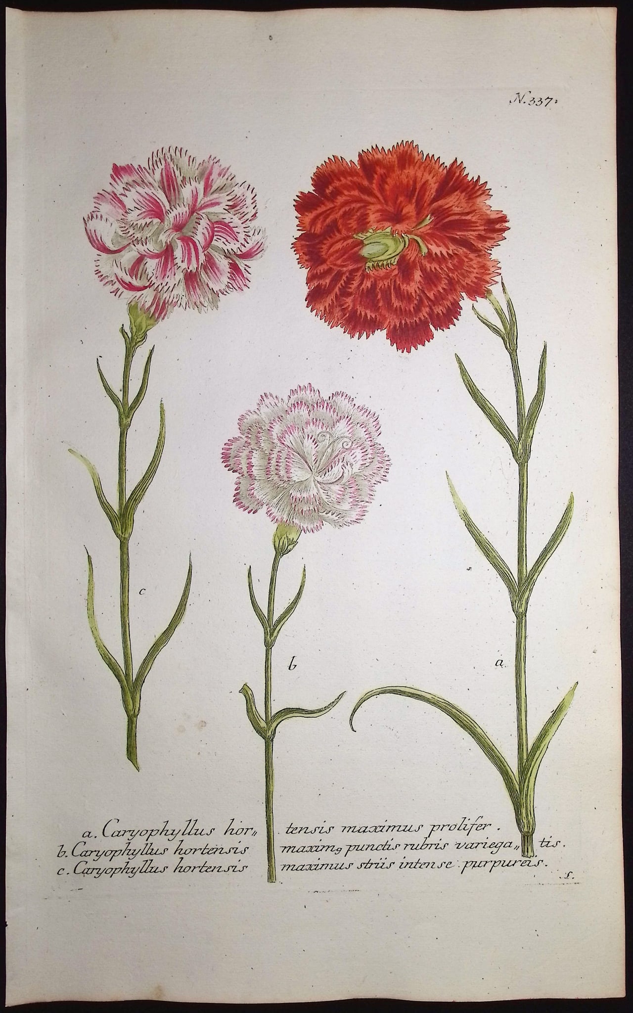 Weinmann - 7 Carnation Engravings - 6