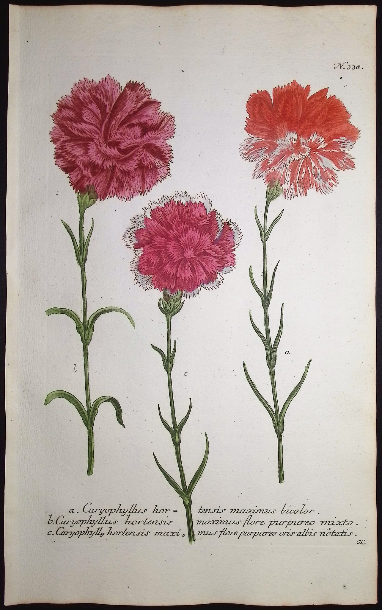 Weinmann - 7 Carnation Engravings - 7