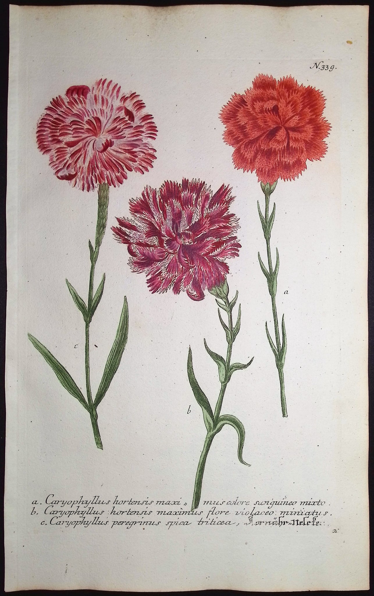 Weinmann - 7 Carnation Engravings - 8