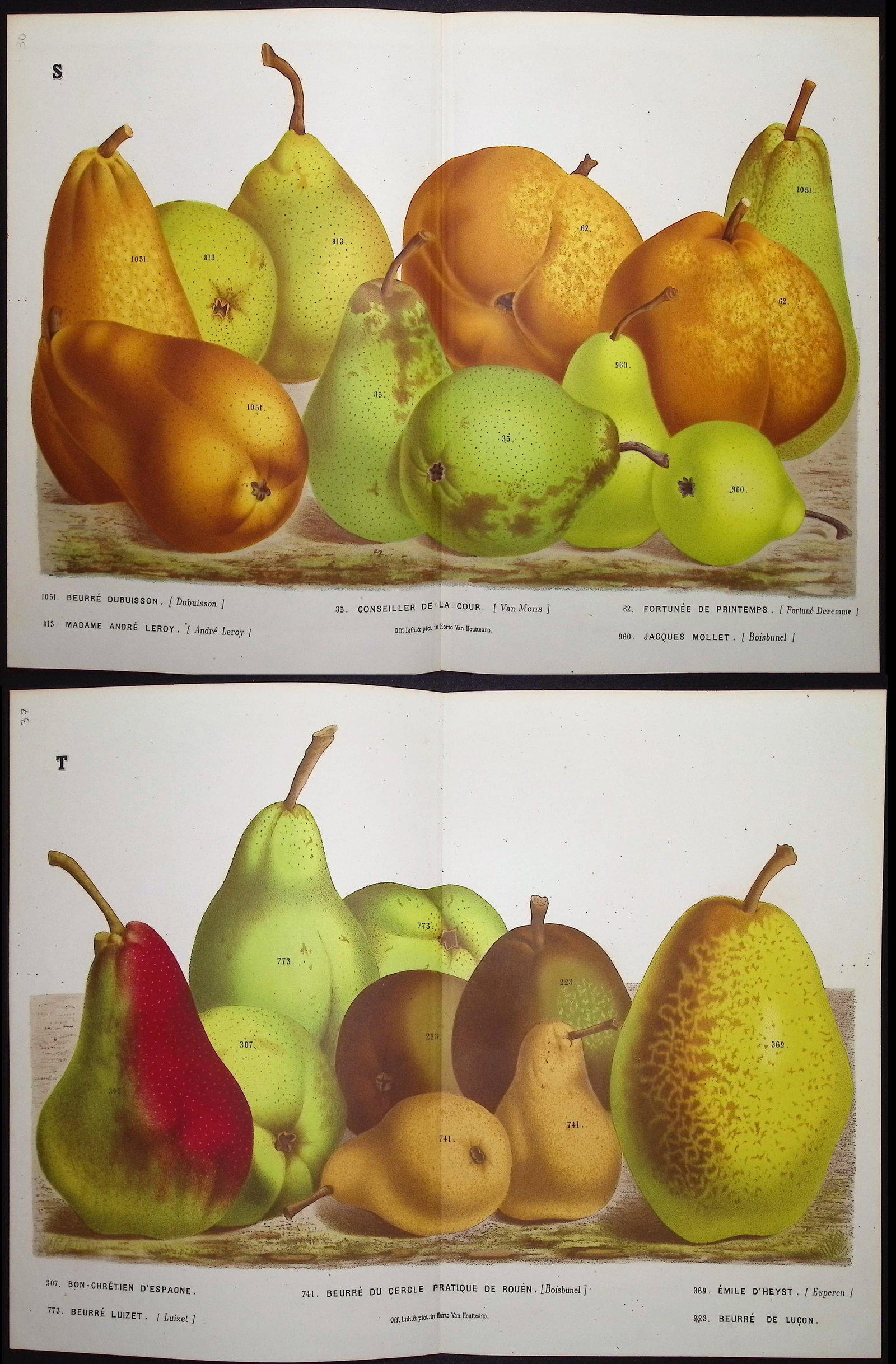 Van Houtte - 6 Pear Prints: This beautiful botanical print comes from Louis Van Houtte's monumental work entitled "Flore des Serres et des Jardins de l'Europe (Flowers of the Greenhouses and Gardens of Europe)" published between