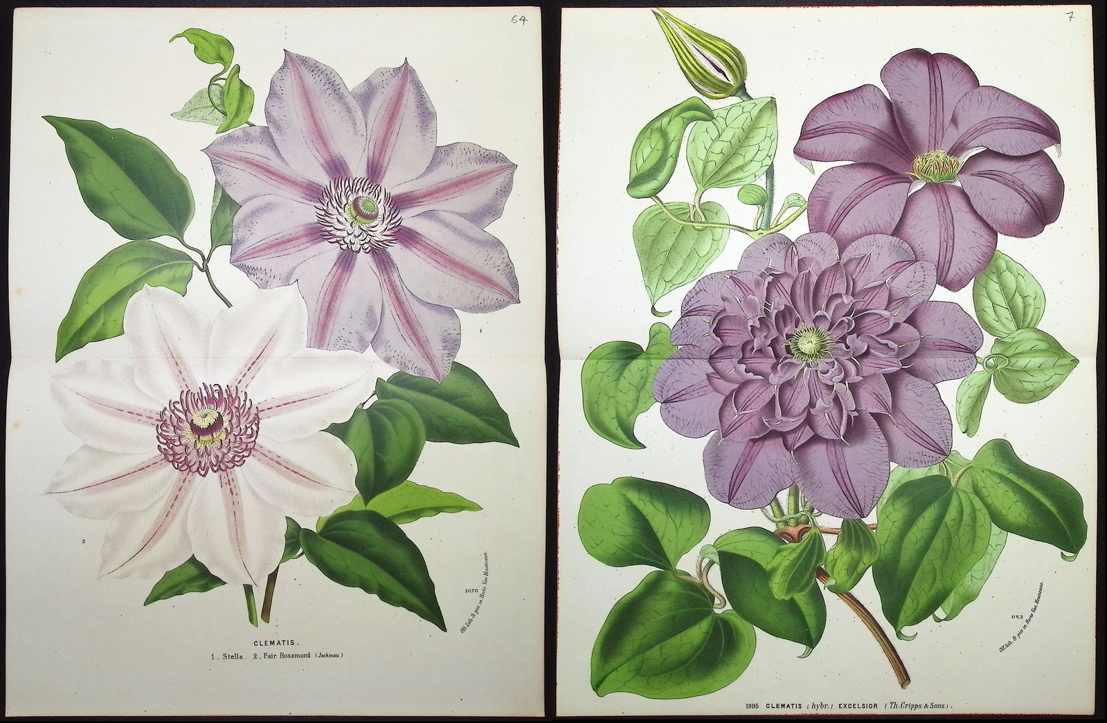 Van Houtte - 3 Clematis Prints: This beautiful botanical print comes from Louis Van Houtte's monumental work entitled "Flore des Serres et des Jardins de l'Europe (Flowers of the Greenhouses and Gardens of Europe)" published between