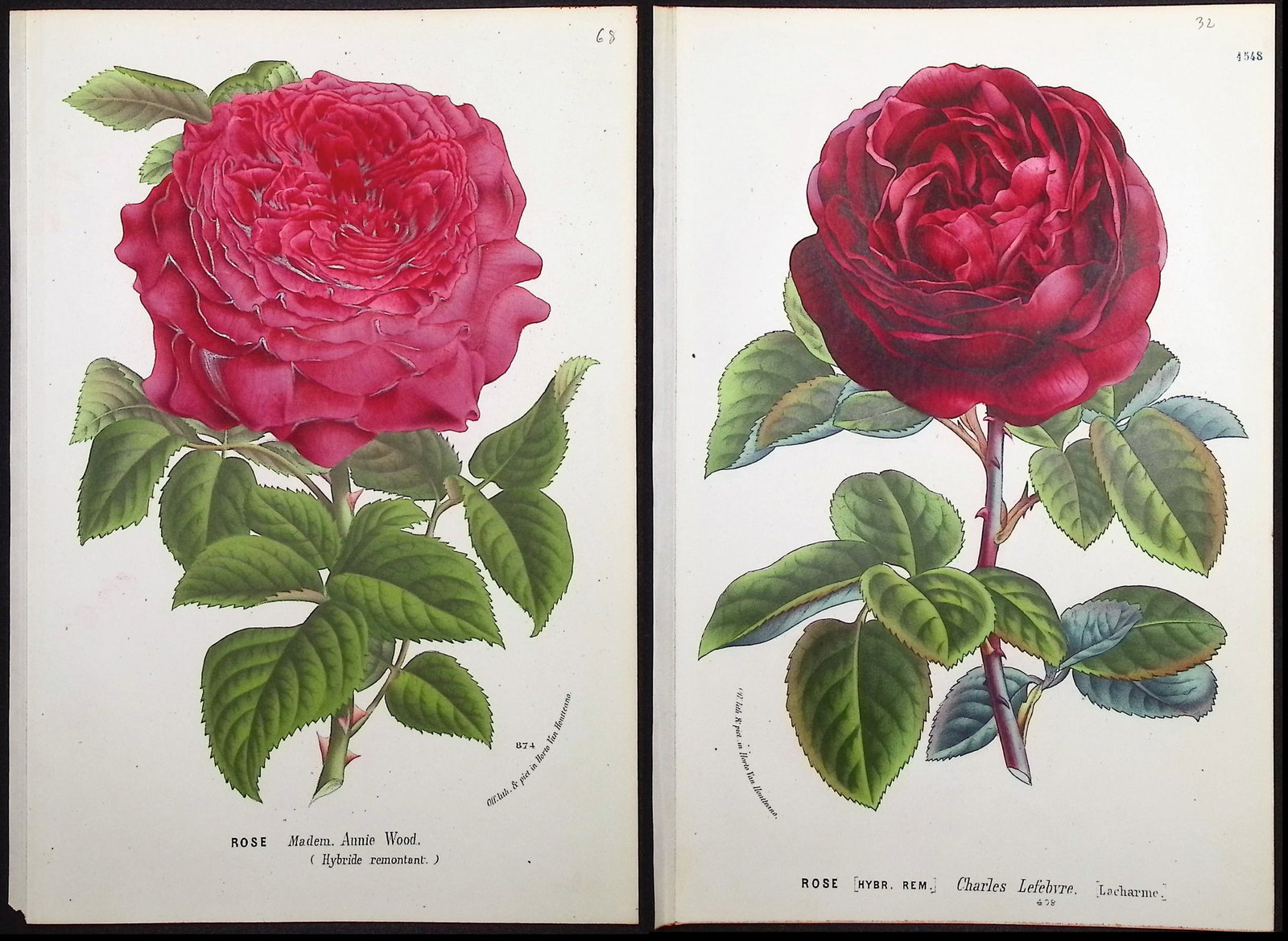 Van Houtte - 4 Rose Prints: This beautiful botanical print comes from Louis Van Houtte's monumental work entitled "Flore des Serres et des Jardins de l'Europe (Flowers of the Greenhouses and Gardens of Europe)" published between
