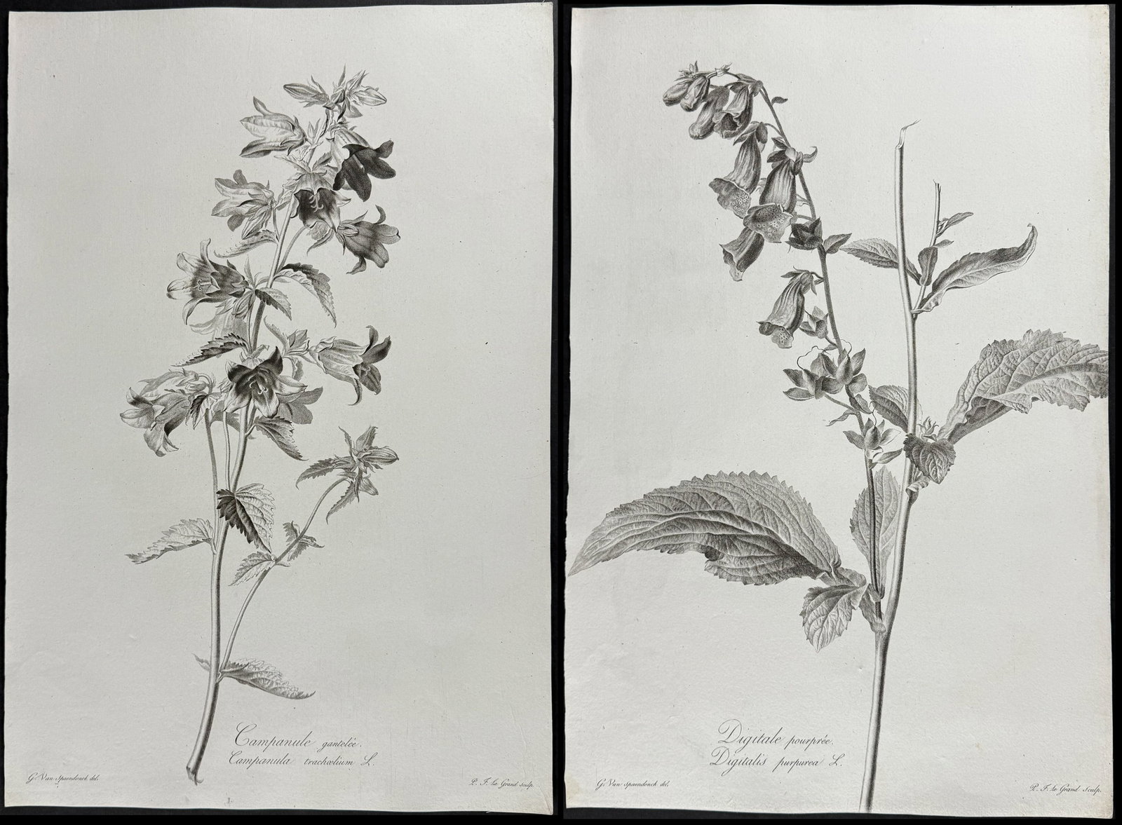 Spaendonck - Pair of Botanical Engravings: Bellflower & Foxglove (1 of 3)