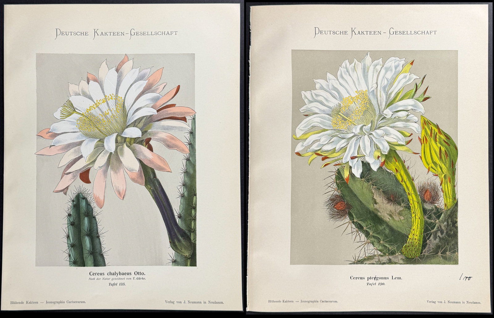 Schumann - 6 Cactus Prints: This rare color chromolithograph is from Prof. Dr. Karl Schumann's Bluhende Kakteen (Iconographia Cactacearum). The work was published by J. Neumann in Germany between 1900 and 1921. The work was issu