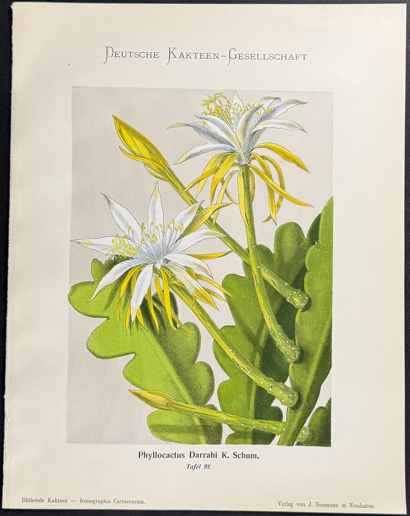 Schumann - 6 Cactus Prints - 2