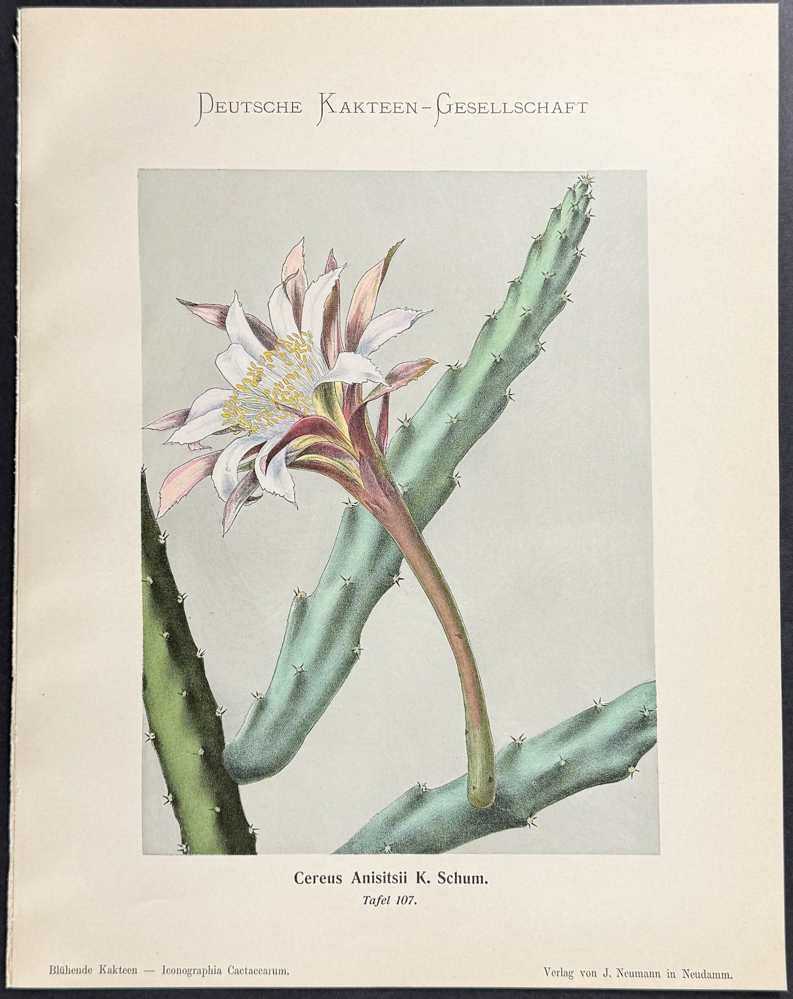 Schumann - 6 Cactus Prints - 3