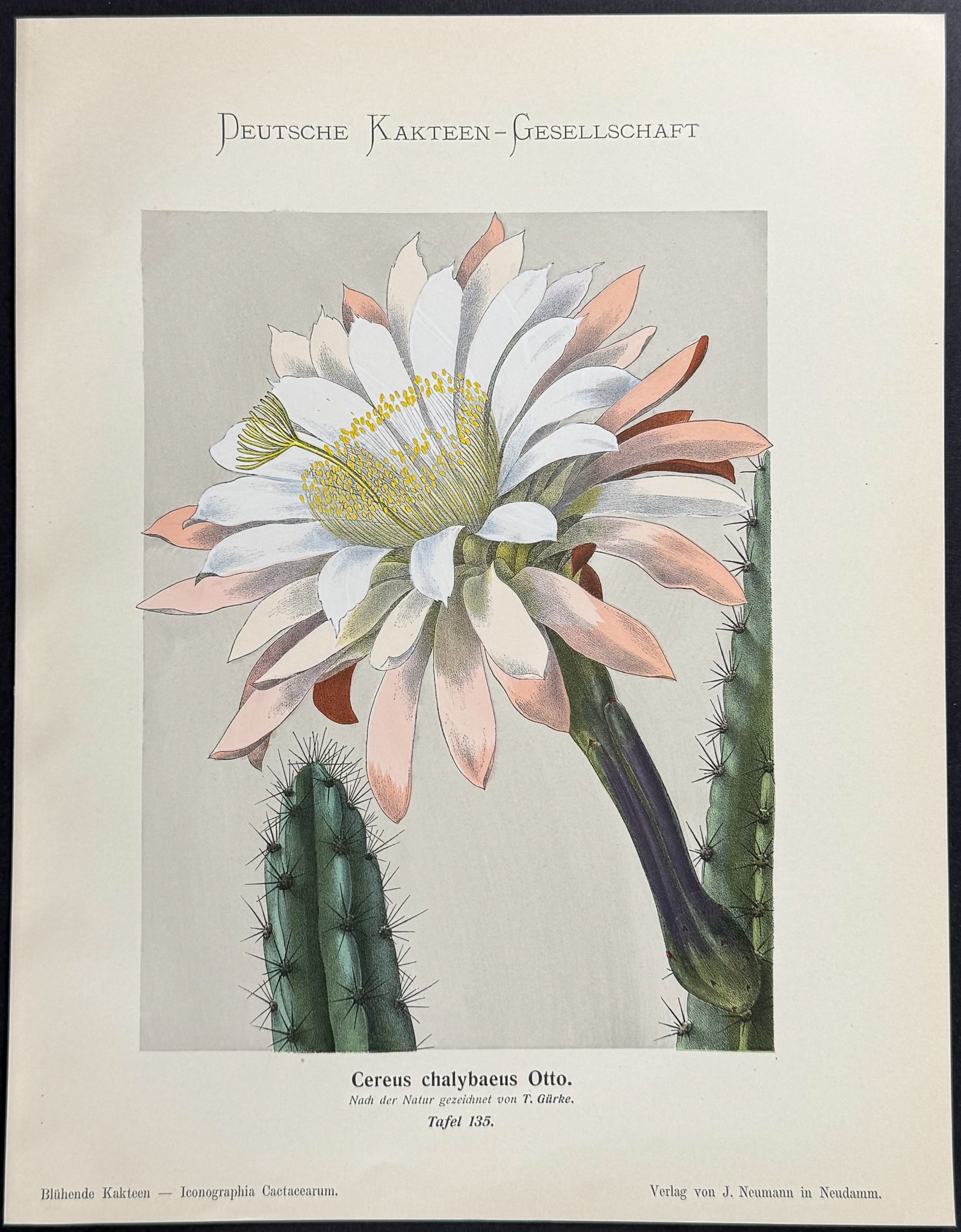 Schumann - 6 Cactus Prints - 4