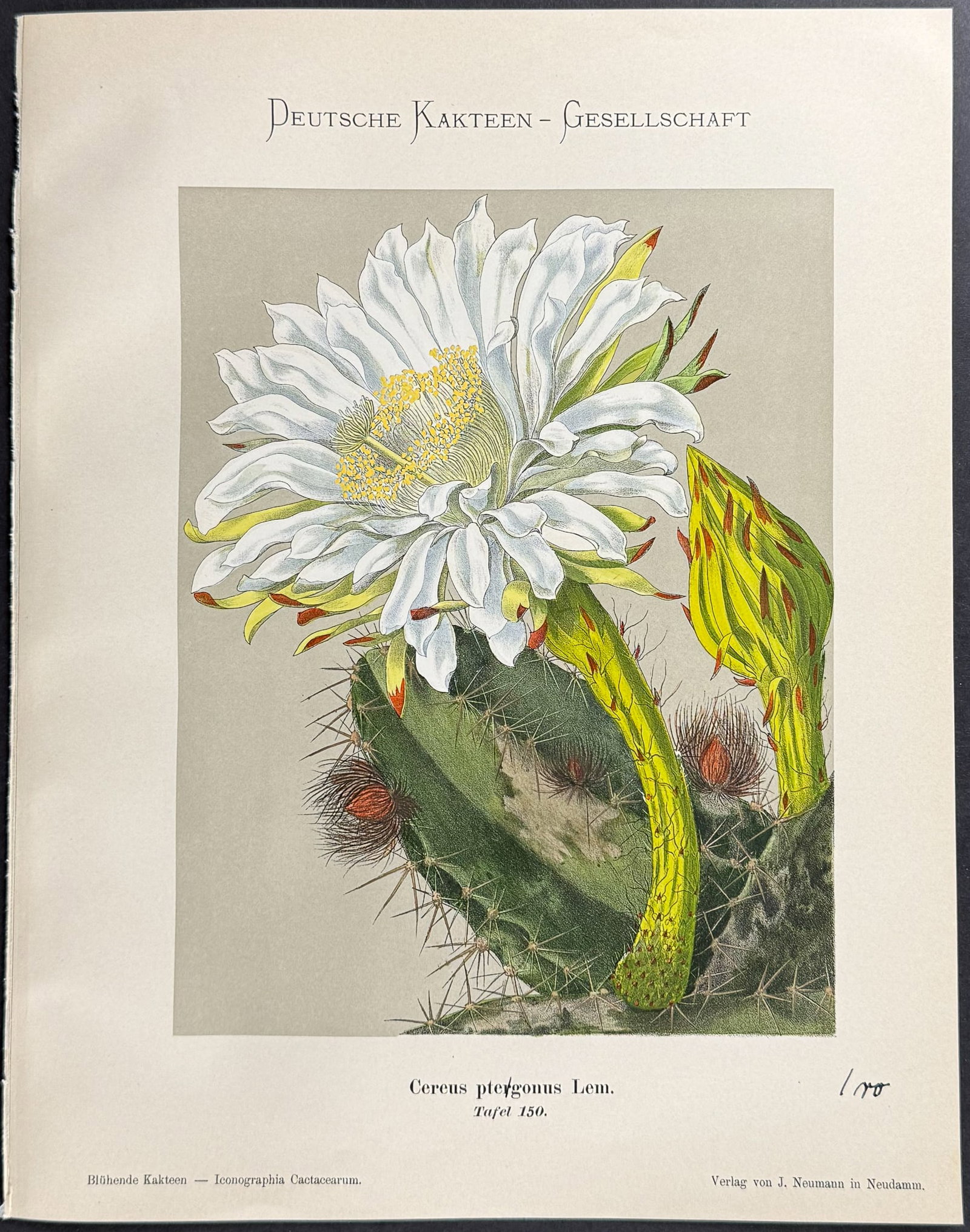 Schumann - 6 Cactus Prints - 5