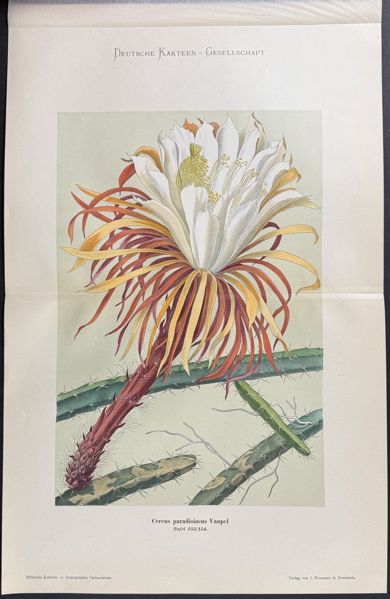 Schumann - 6 Cactus Prints - 6