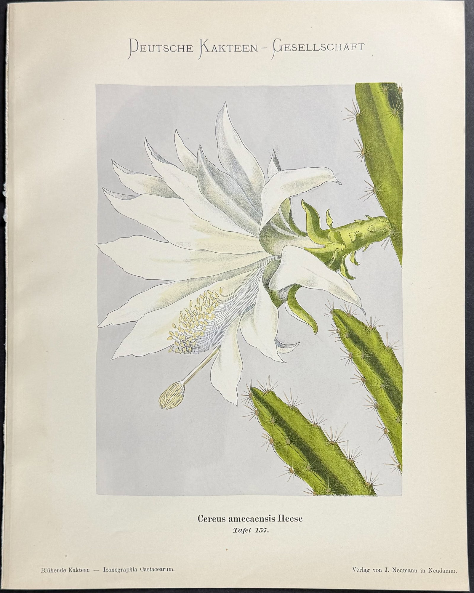 Schumann - 6 Cactus Prints - 7