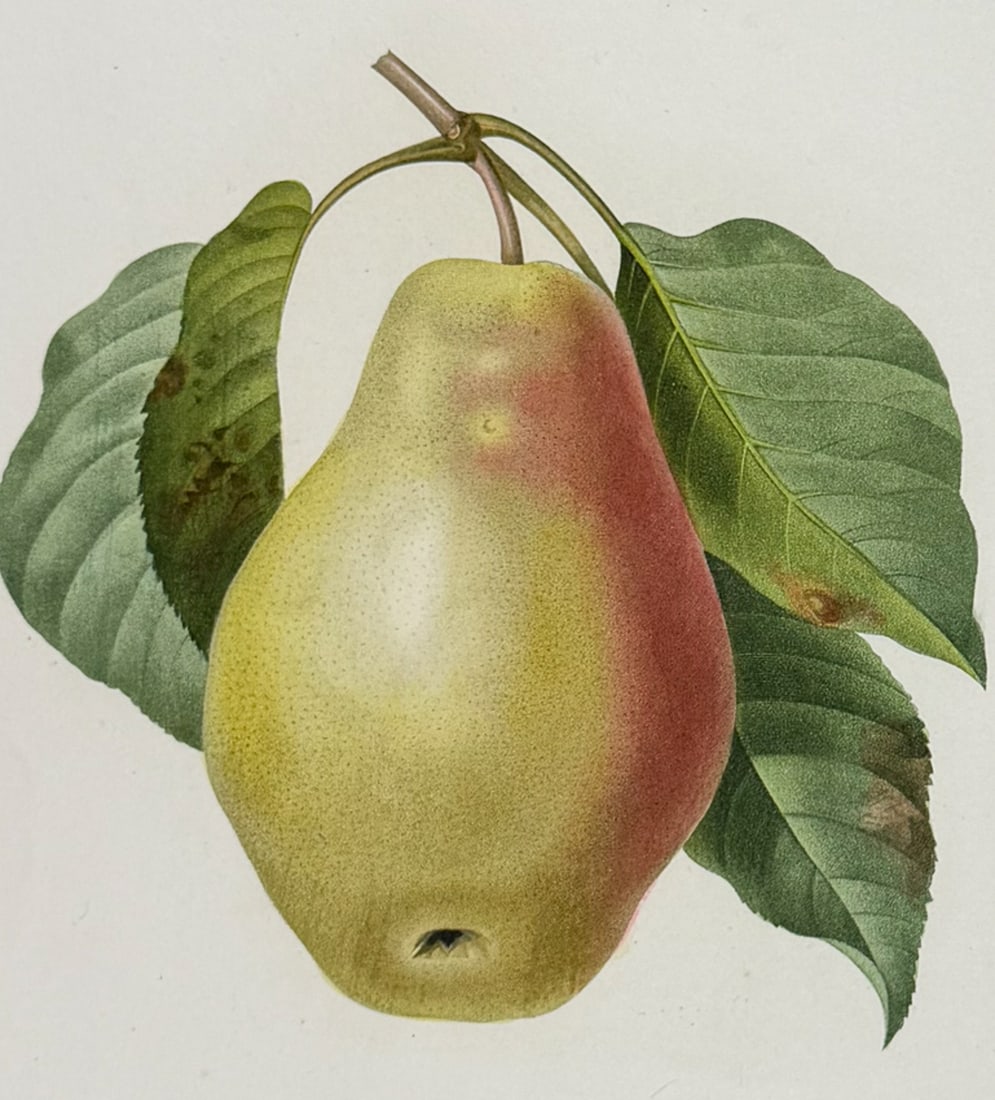 Redoute, Choix, Rare Folio - Pear [Poire Tarquin]: This striking originally hand-colored stipple engraving is from Pierre Joseph Redoute's "Le Choix des Plus Belles Fleurs". This is from the first edition of the work and was published in Paris