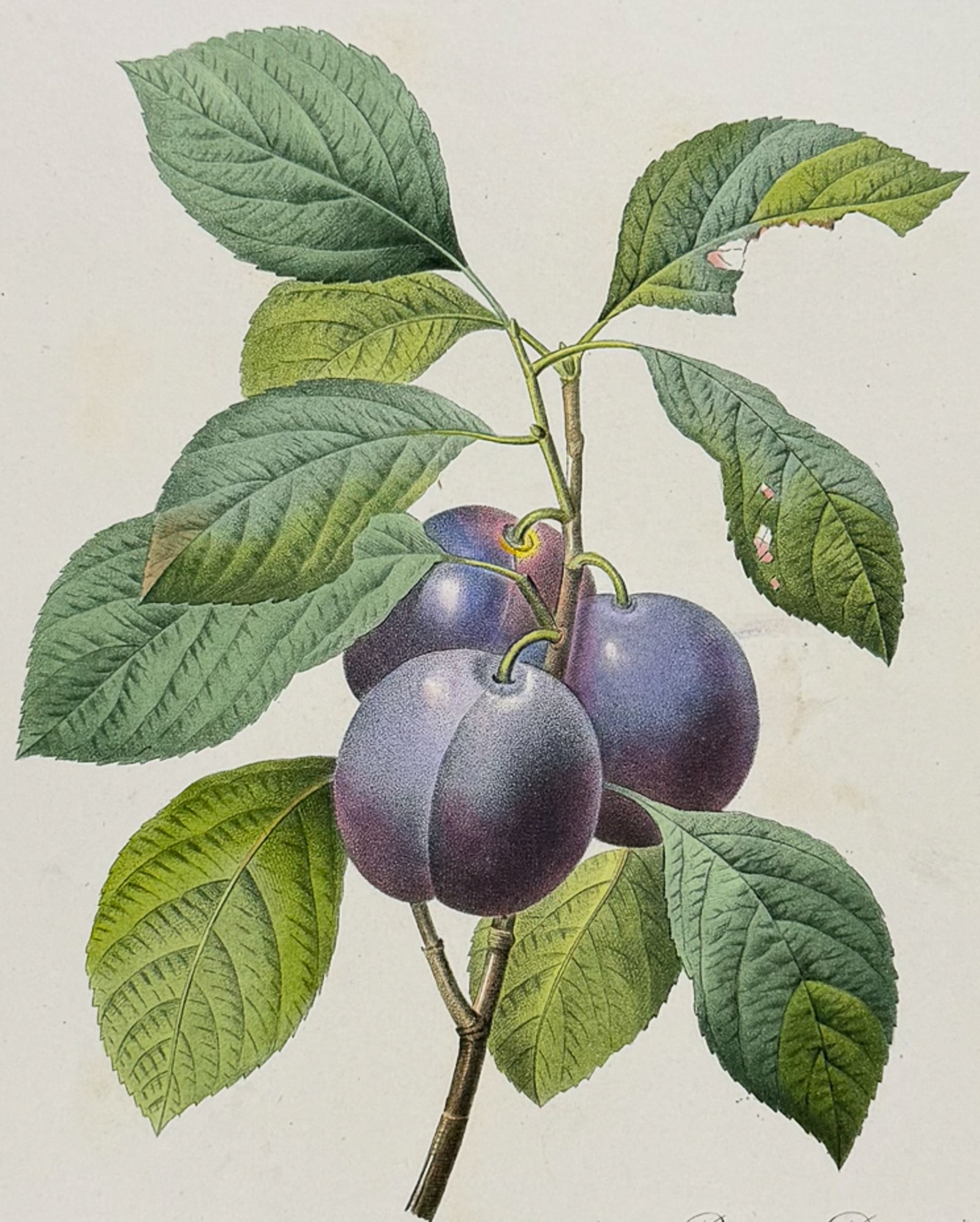 Redoute, Choix, Rare Folio - Plum [Prunus Dometica]: This striking originally hand-colored stipple engraving is from Pierre Joseph Redoute's "Le Choix des Plus Belles Fleurs". This is from the first edition of the work and was published in Paris
