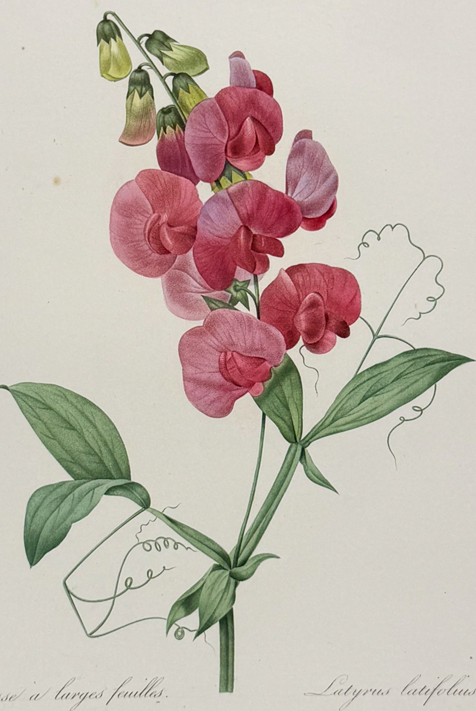 Redoute, Choix, Rare Folio - Sweet Pea [Latyrus latifolius]: This striking originally hand-colored stipple engraving is from Pierre Joseph Redoute's "Le Choix des Plus Belles Fleurs". This is from the first edition of the work and was published in Paris