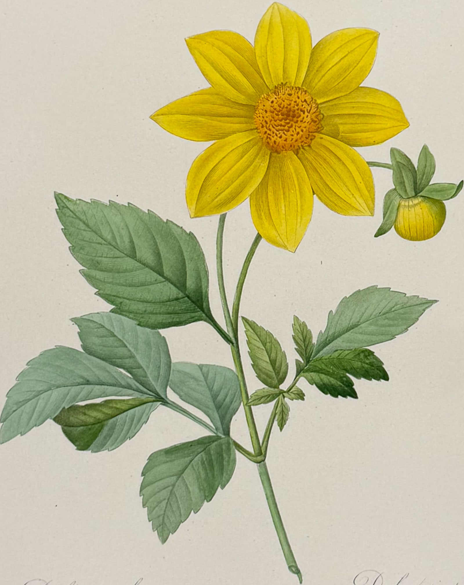 Redoute, Choix, Rare Folio - Dahlia [Dalea simplex]: This striking originally hand-colored stipple engraving is from Pierre Joseph Redoute's "Le Choix des Plus Belles Fleurs". This is from the first edition of the work and was published in Paris