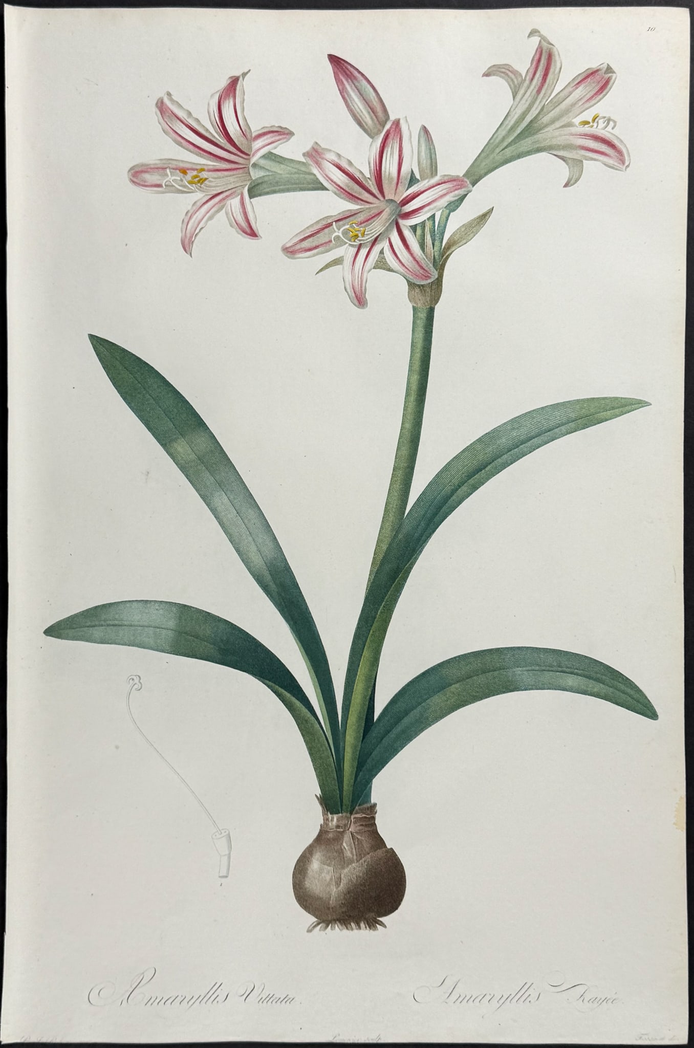 Redoute, Folio - Red Giant Amaryllis (Amaryllis Vittata): This exquisite folio stipple engraving is from Pierre Joseph Redoute's Les Liliacees. The work was published in Paris between 1802 and 1816 by chez l'auteur, imprimerie de Didot jeune. Each engraving