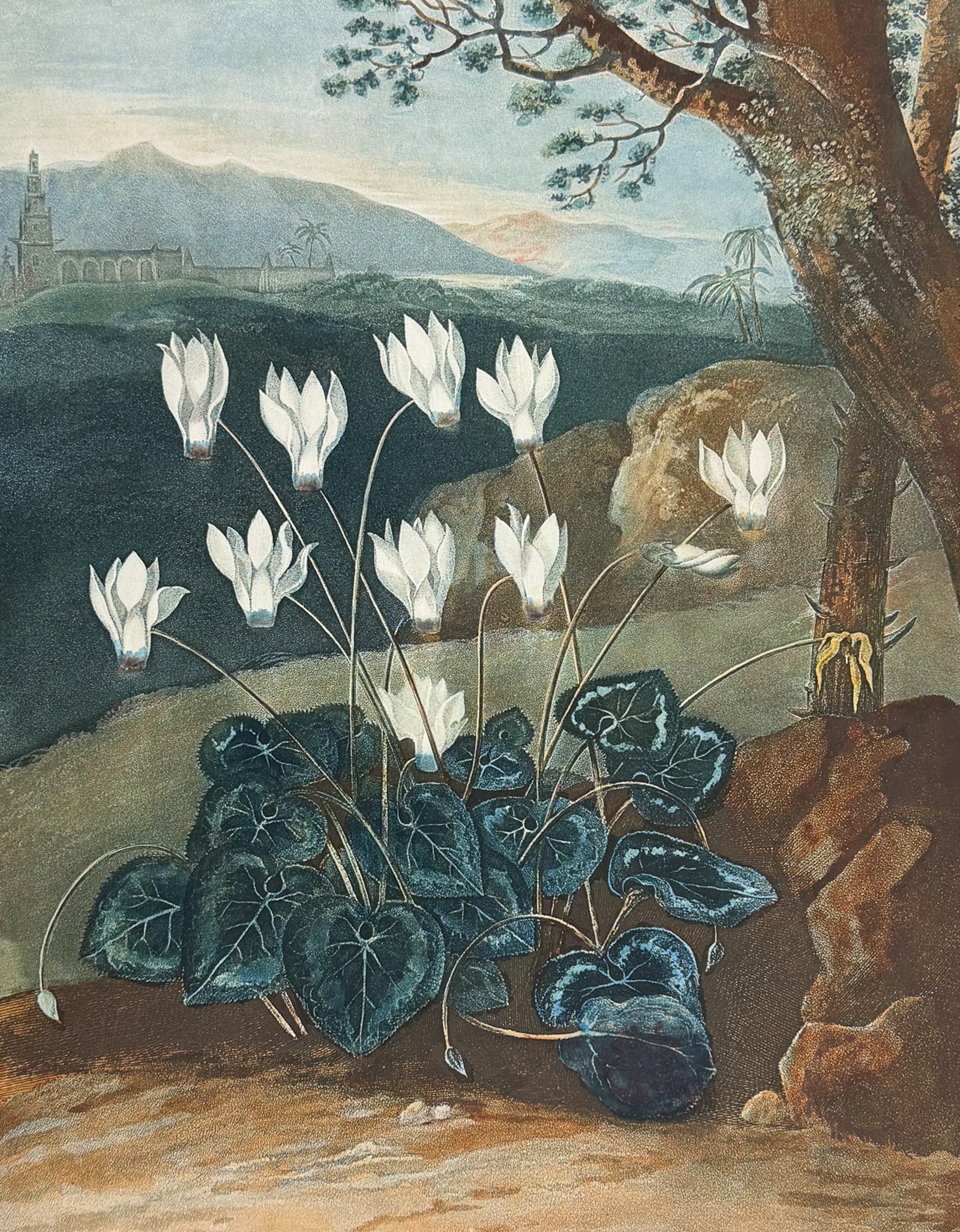 Thornton, Folio - The Persian Cyclamen (1 of 2)