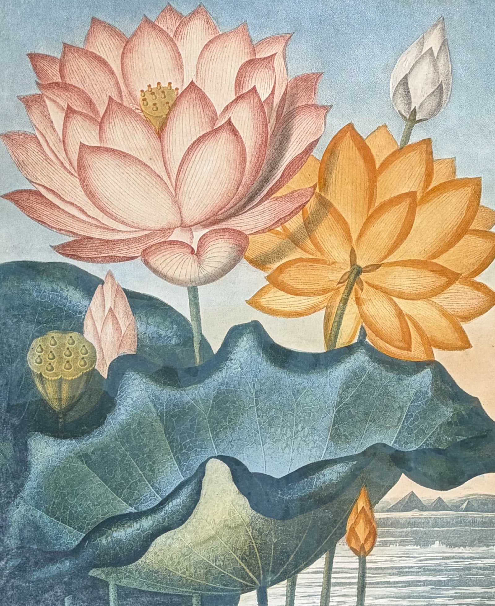 Thornton, Folio - The Sacred Egyptian Bean (Water Lily) (1 of 2)