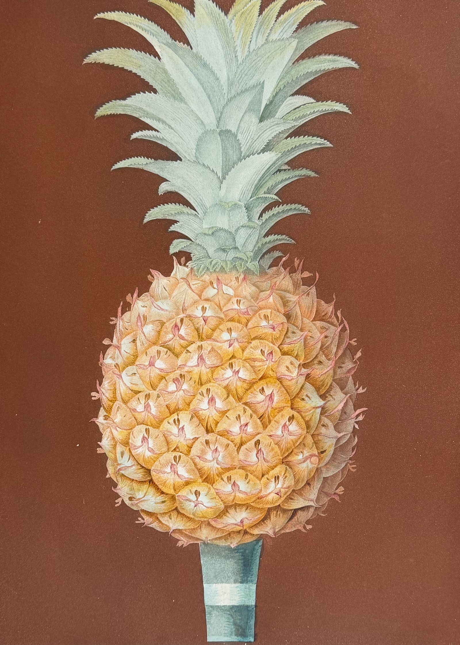 Brookshaw, Folio - Pineapple. 55: This remarkable, large folio fruit engraving is from George Brookshaw's Pomona Britannica, or a Collection of the Most Esteemed Fruits at present cultivated in the country; together with the Blossoms