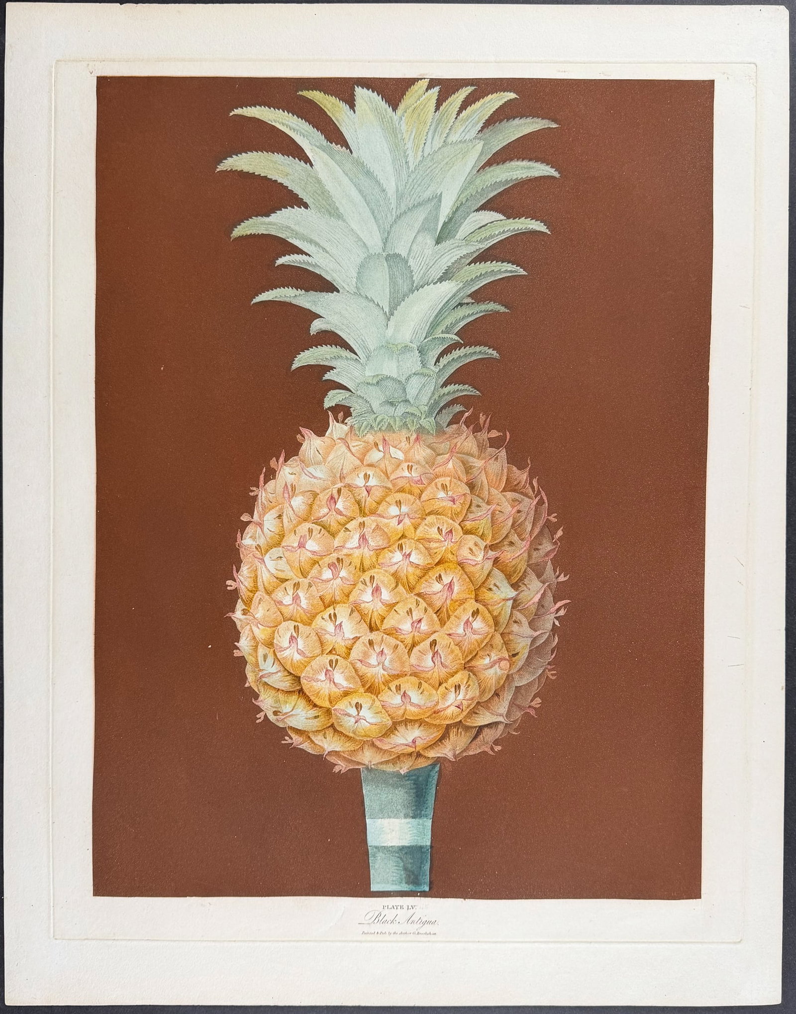 Brookshaw, Folio - Pineapple. 55 - 2