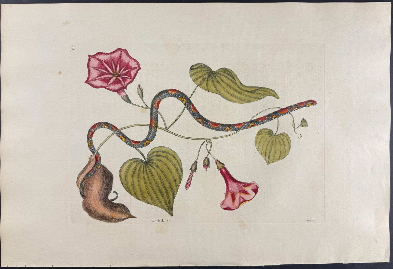 Catesby, Folio - Bead Snake (Corn Snake) with Virginia Potato (Sweet Potato). 2-60: We are pleased to offer this folio engraving from Mark Catesby?s "The Natural History of Carolina, Florida and the Bahama Islands: Containing the Figures of Birds, Beasts, Fishes, Serpents, Insects, a