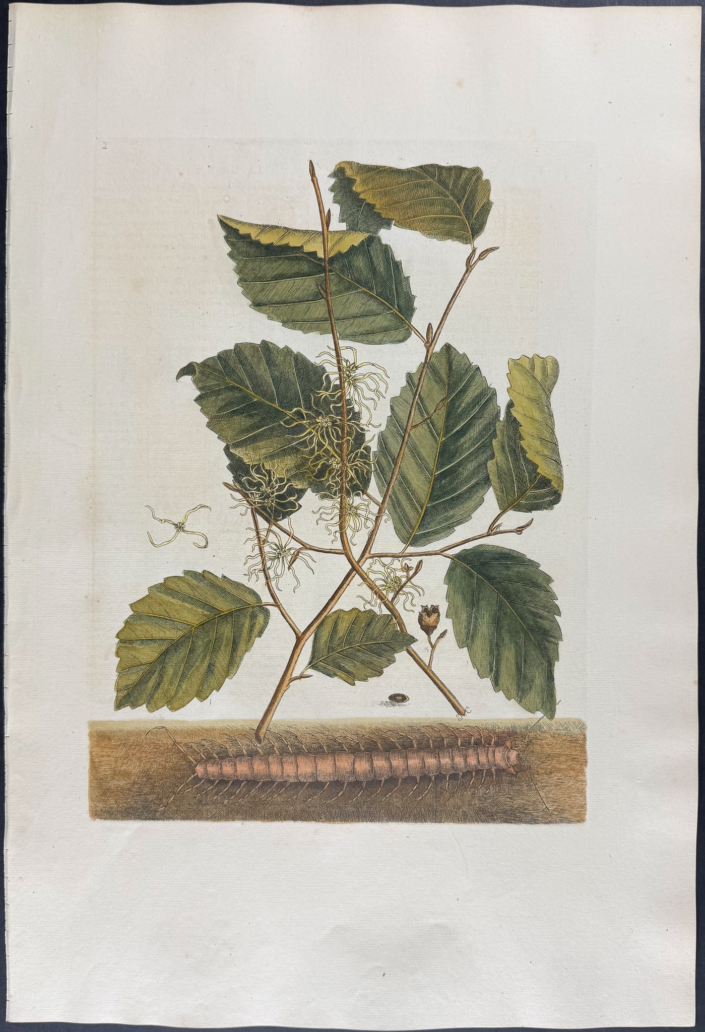Catesby, Folio - Centipede with Witch Hazel. Sup-2: We are pleased to offer this folio engraving from Mark Catesby?s "The Natural History of Carolina, Florida and the Bahama Islands: Containing the Figures of Birds, Beasts, Fishes, Serpents, Insects, a