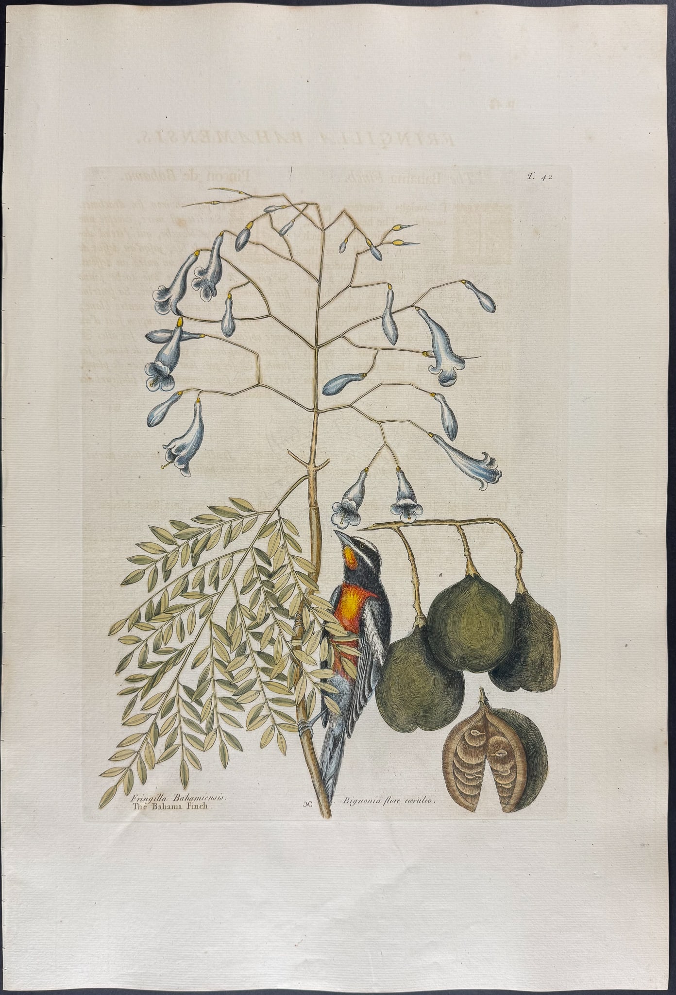 Catesby, Folio - Bahama Finch with Broadleaved Guajacum with Blue Flowers. 1-42: We are pleased to offer this folio engraving from Mark Catesby?s "The Natural History of Carolina, Florida and the Bahama Islands: Containing the Figures of Birds, Beasts, Fishes, Serpents, Insects, a