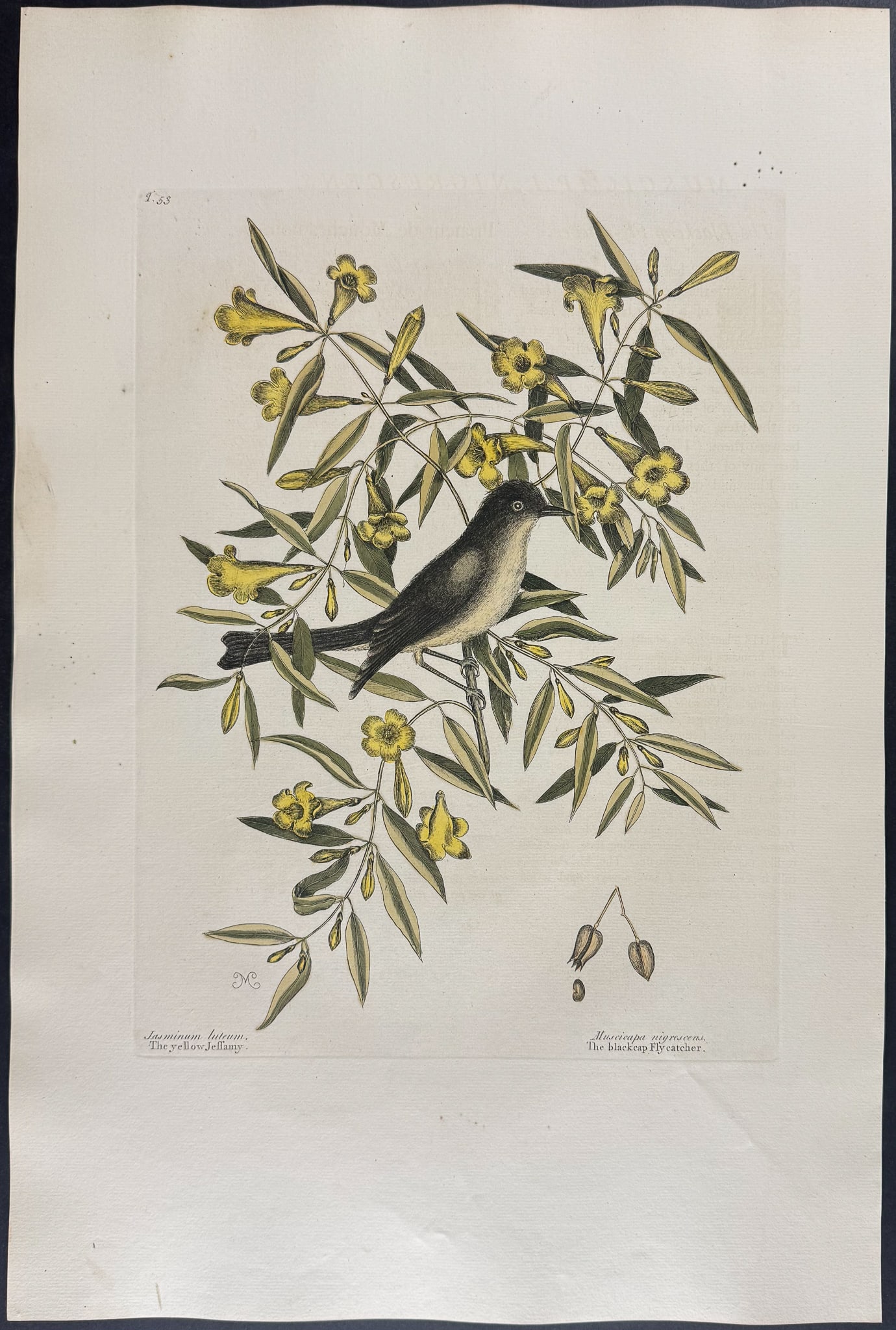 Catesby, Folio - Blackcap Flycatcher. 1-53: We are pleased to offer this folio engraving from Mark Catesby?s "The Natural History of Carolina, Florida and the Bahama Islands: Containing the Figures of Birds, Beasts, Fishes, Serpents, Insects, a