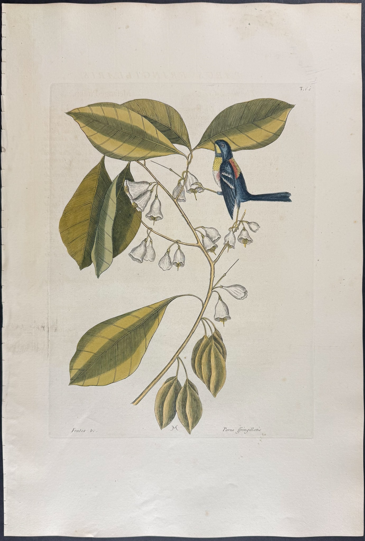 Catesby, Folio - Finch Creeper. 1-64: We are pleased to offer this folio engraving from Mark Catesby?s "The Natural History of Carolina, Florida and the Bahama Islands: Containing the Figures of Birds, Beasts, Fishes, Serpents, Insects, a