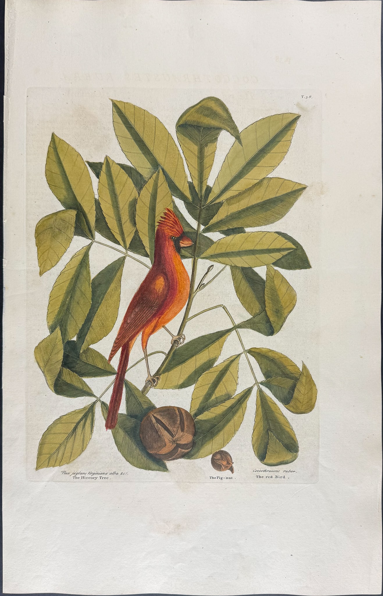 Catesby, Folio - Cardinal or Red Bird with Hiccory Tree & Pignut Tree. 1-38 (1 of 1)