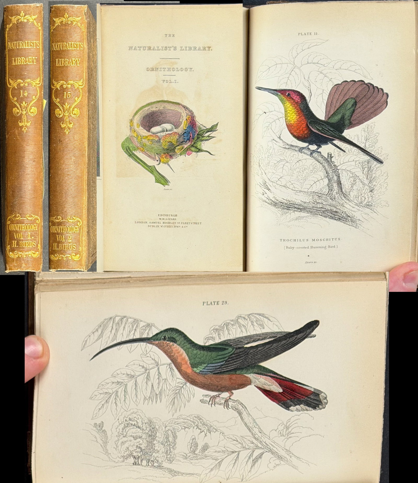 Jardine's Hummingbirds - Two Volumes with 63 Originally Hand-colored Engravings: These two volumes on hummingbirds are a part of Sir William Jardine?s Naturalist?s Library Ornithology. They were published in Edinburgh in 1843 by W. H. Lizars. Both volumes are bound with brown