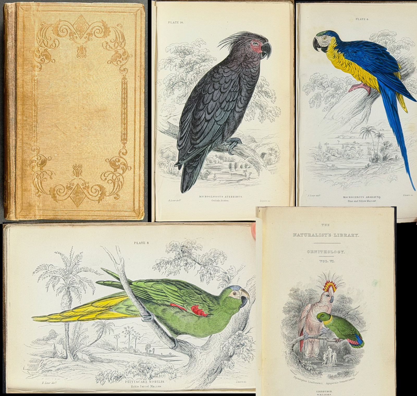 Jardine's The Naturalist's Library - Volume 6 with 30 Originally Hand-colored Engravings of Parrots, (1 of 12)