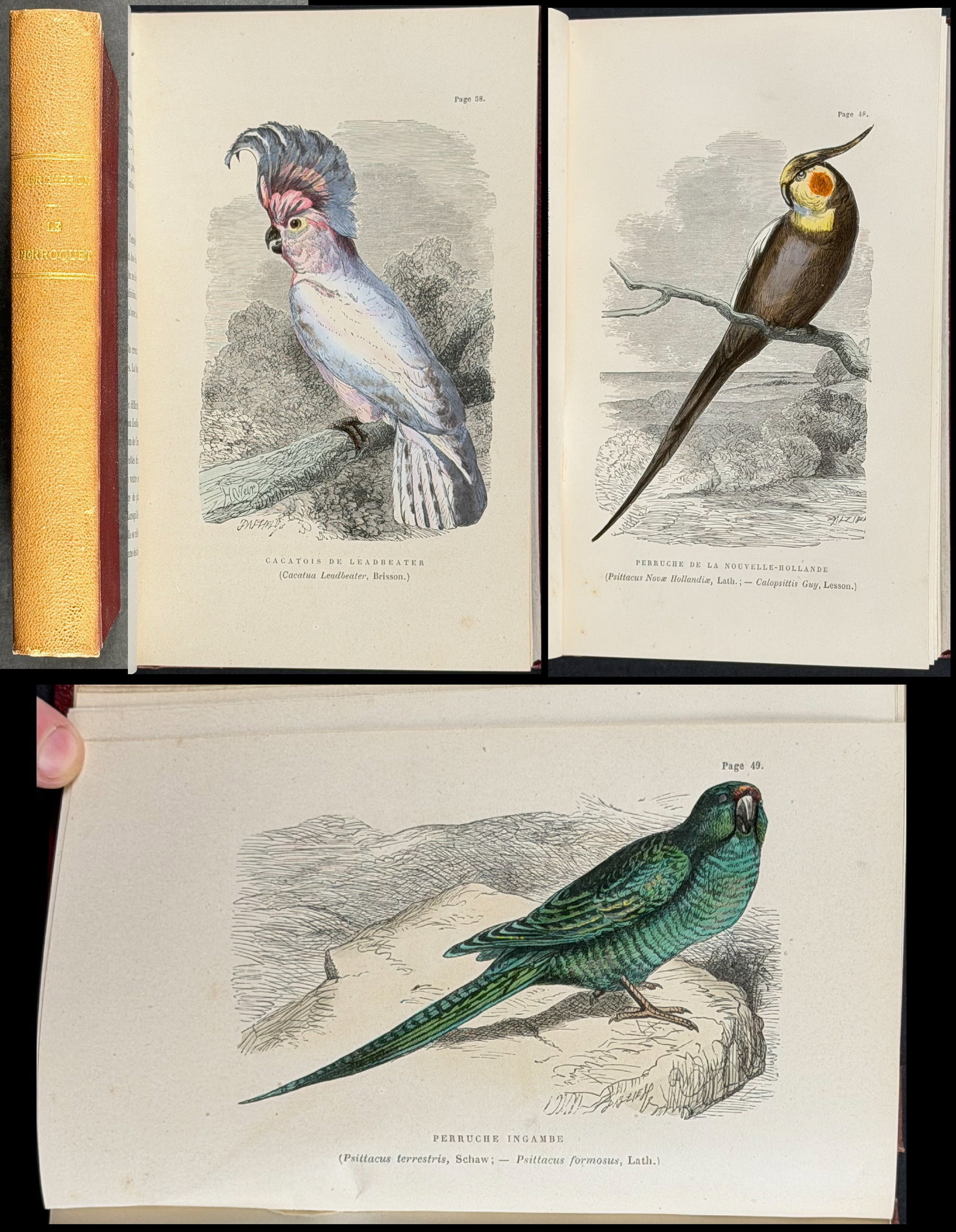 Percheron's Parrots - Volume with 20 Originally Hand-colored Engravings: This lovely illustrated volume of parrots is Gaston Percheron?s Le Perroquet or The Parrot. This book was published in Paris by P. Asselin in 1878. The volume is bound in red leather gold gilt