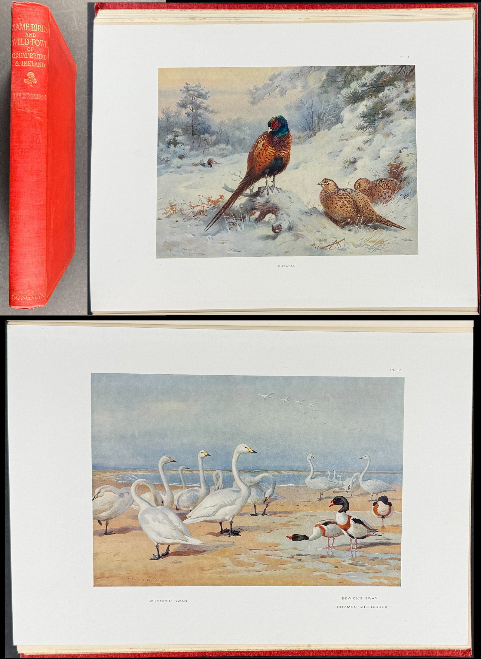 Thorburn's Game Birds and Wild-Fowl of Great Britain and Ireland - Volume with 30 Bird Plates: This first edition work is A. Thorburn's Game Birds and Wild-Fowl of Great Britain and Ireland. The work was published in London in 1923 by Longmans, Green and Co. The volume is bound in original red