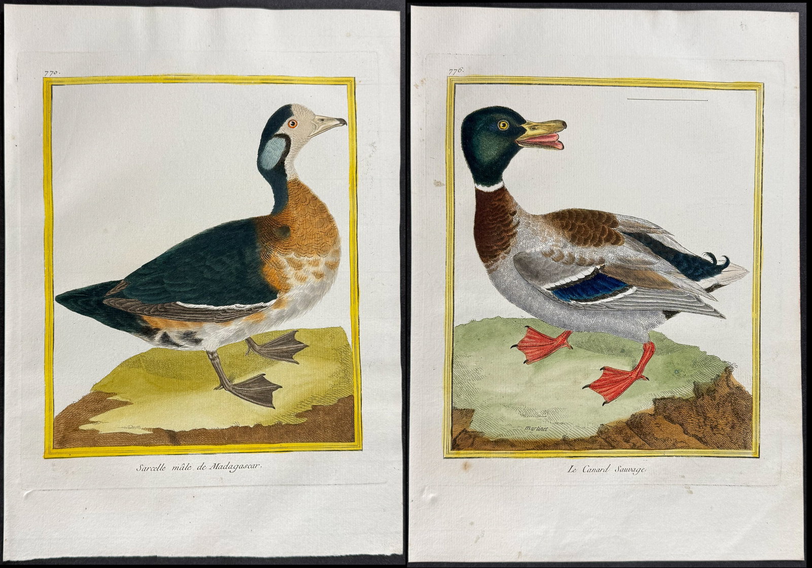 Martinet & Buffon - 5 Duck Engravings (1 of 6)