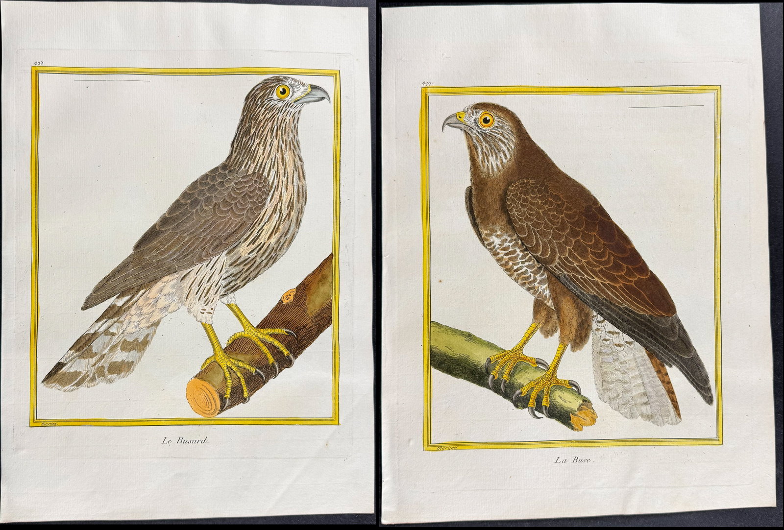Martinet & Buffon - 6 Bird of Prey Engraving: This originally hand-colored engraving is from Georges-Louis Leclerc de Buffon & Francois-Nicolas Martinet's work entitled "Histoire Naturelle des Oiseaux". It was published in Paris by Imprimerie