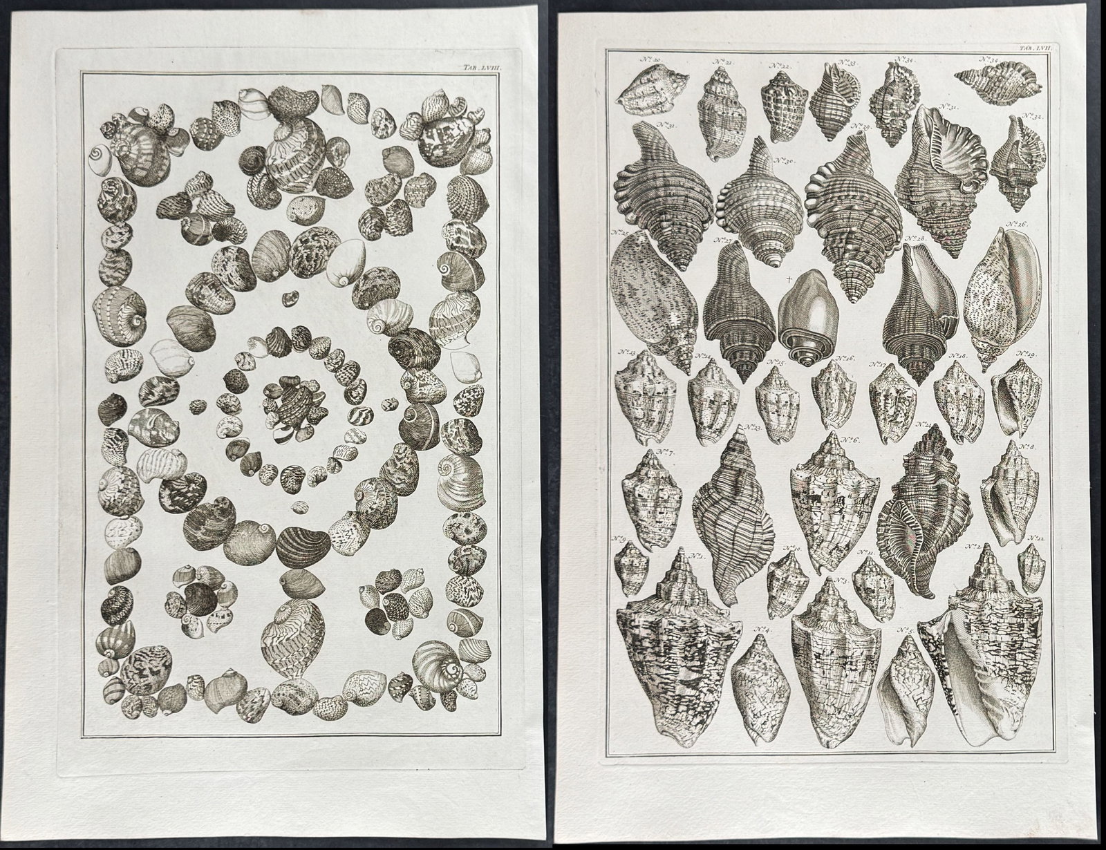 Seba - 6 Shell Engravings (1 of 7)