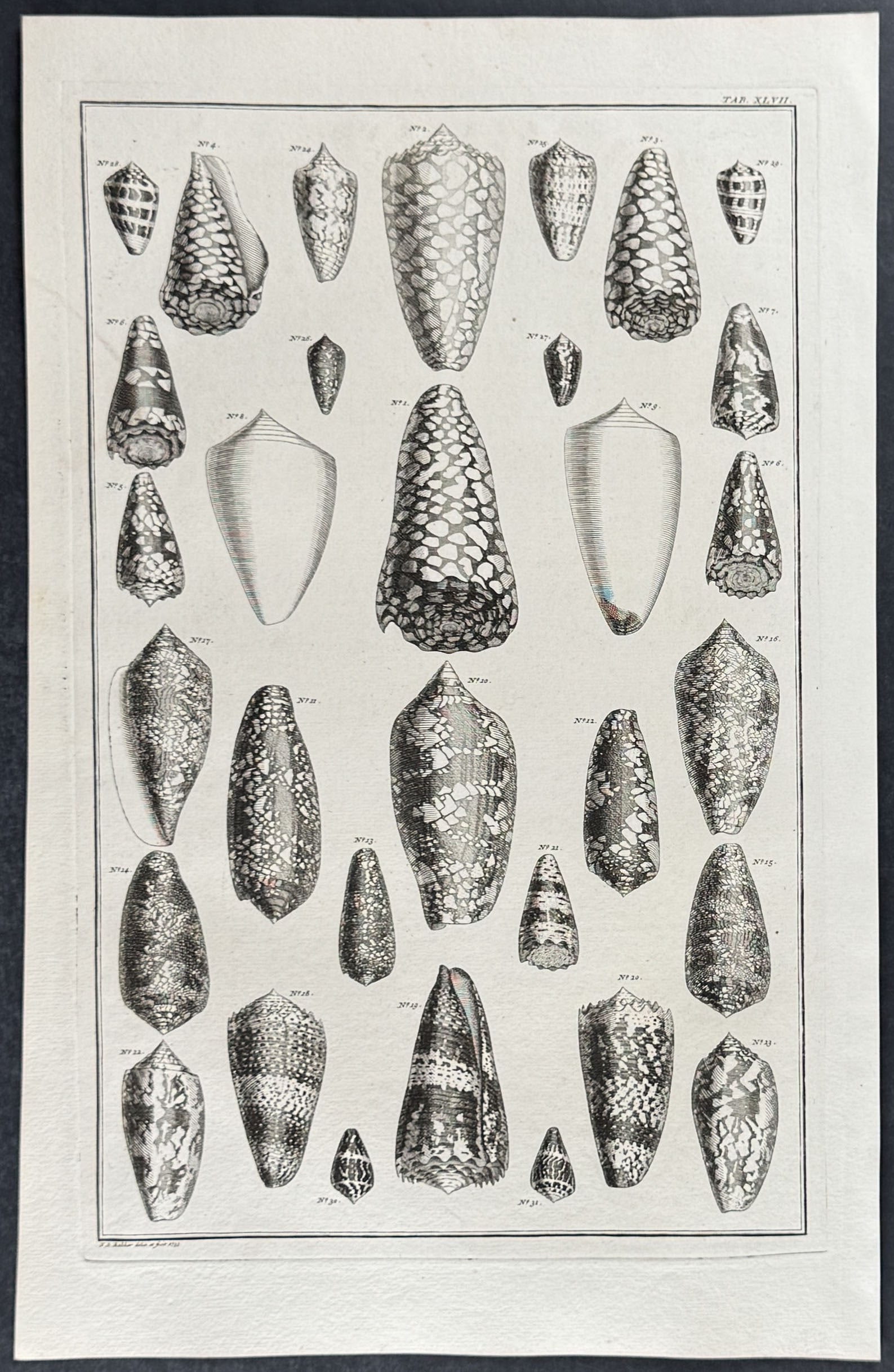Seba - 6 Shell Engravings - 2