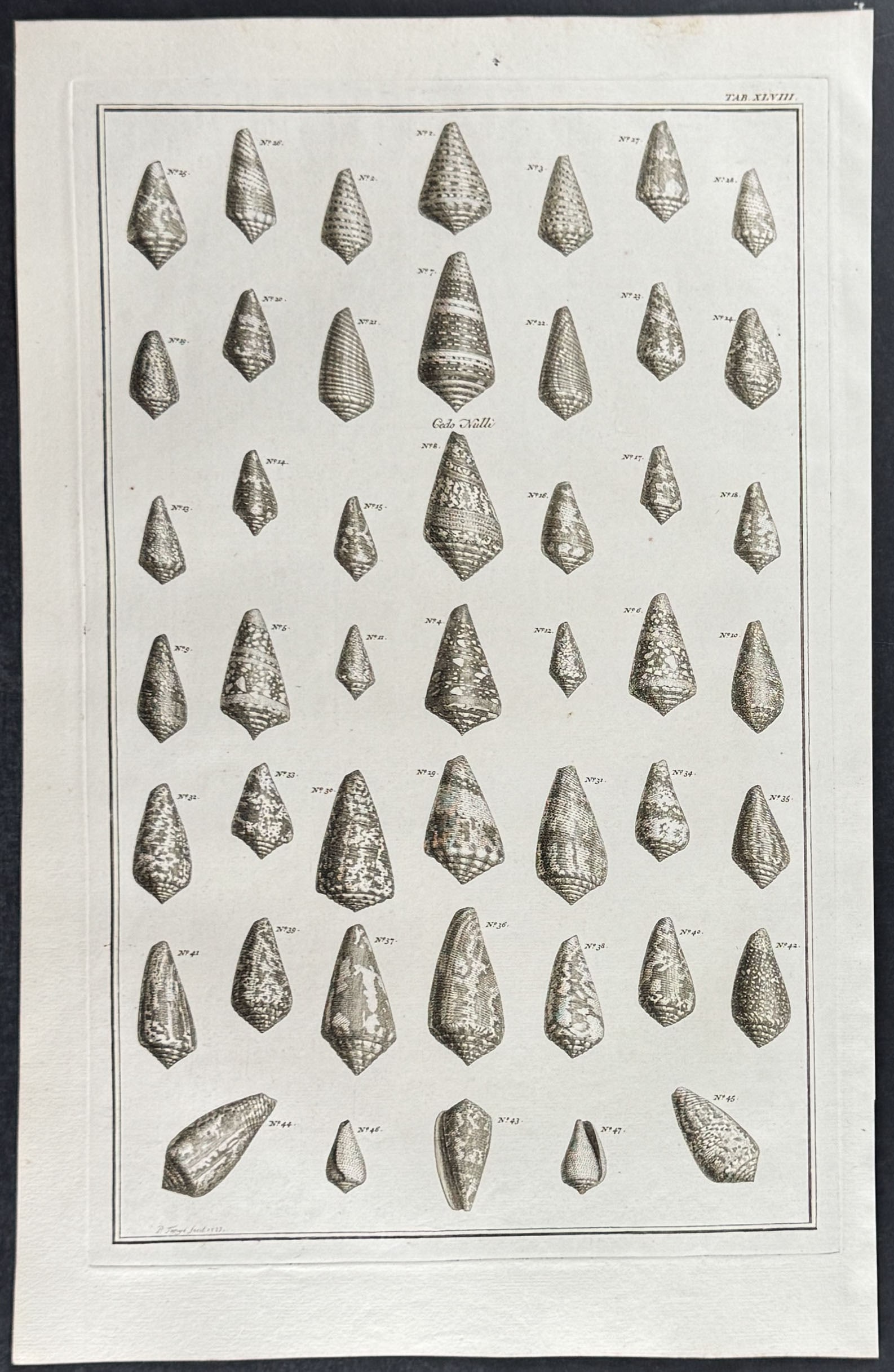 Seba - 6 Shell Engravings - 3