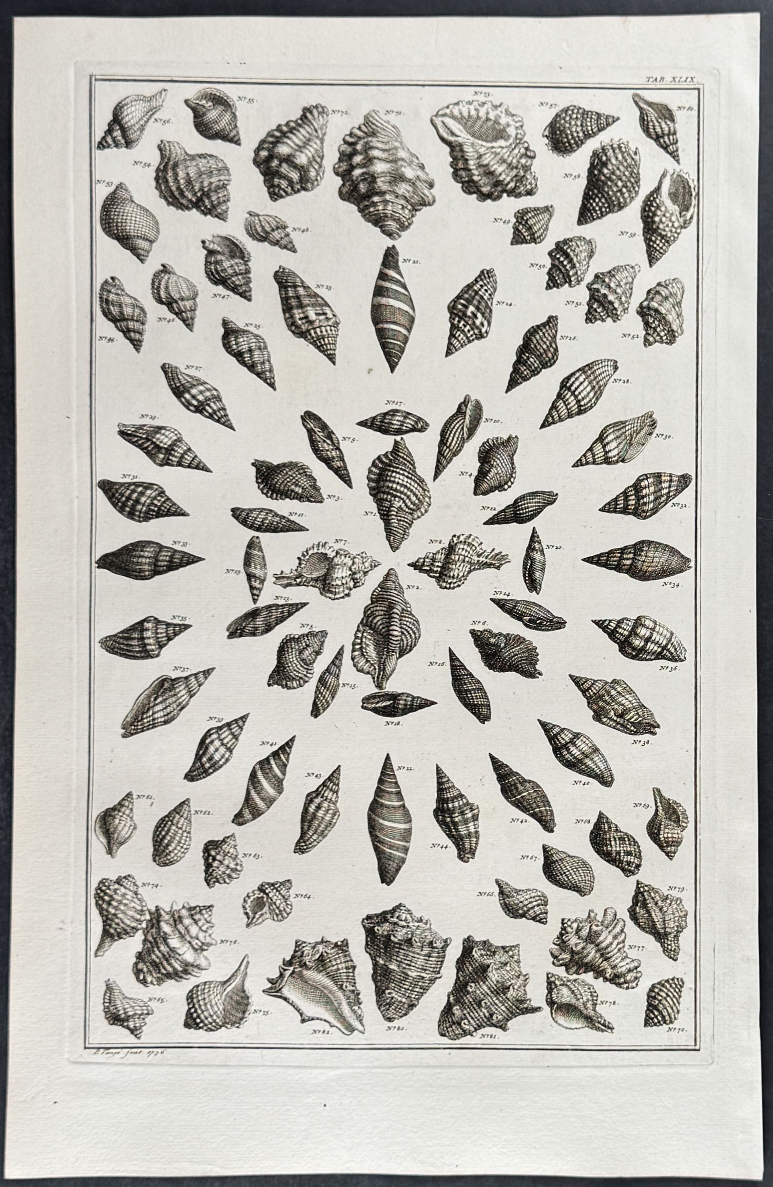Seba - 6 Shell Engravings - 4