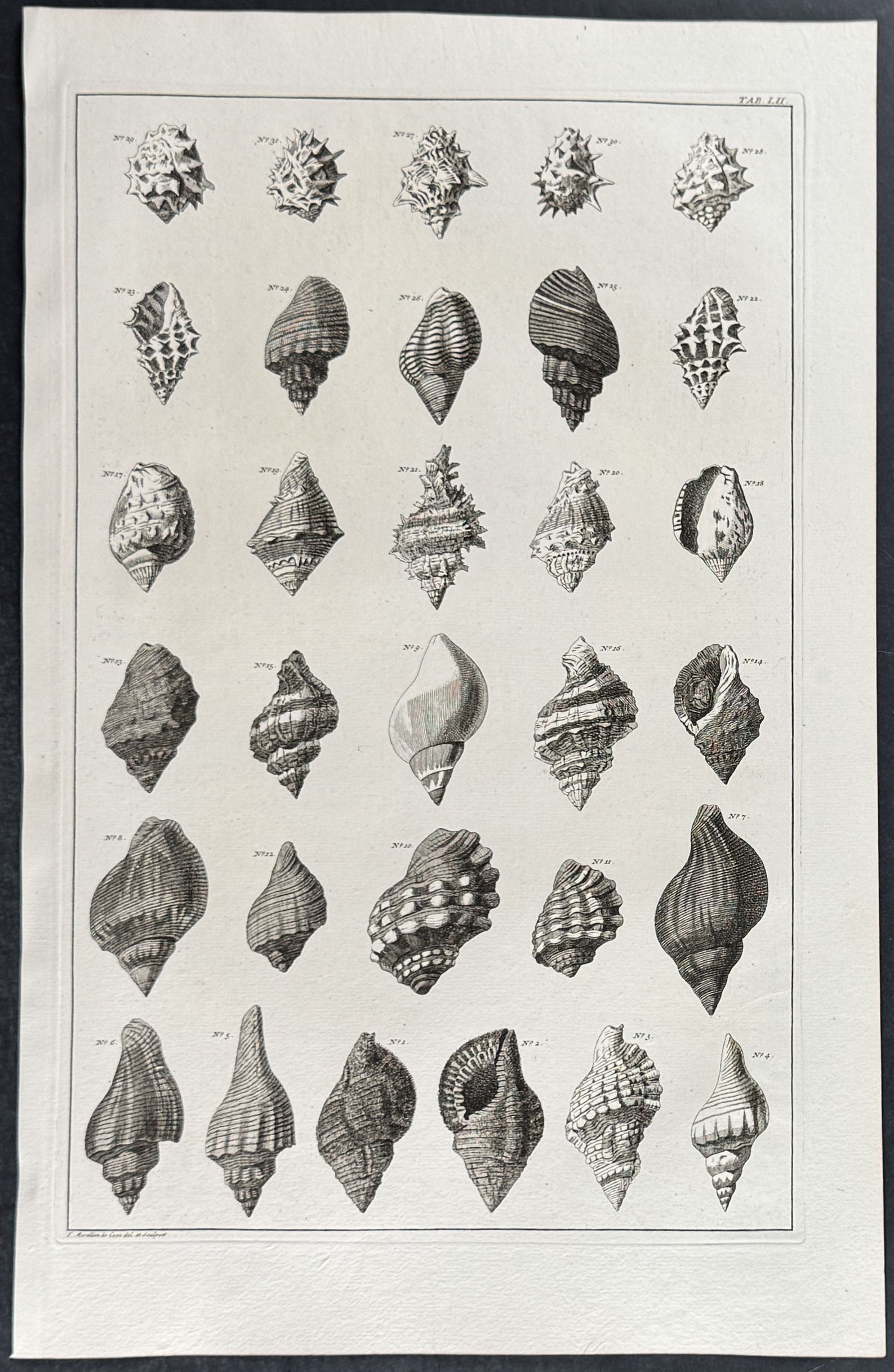Seba - 6 Shell Engravings - 5