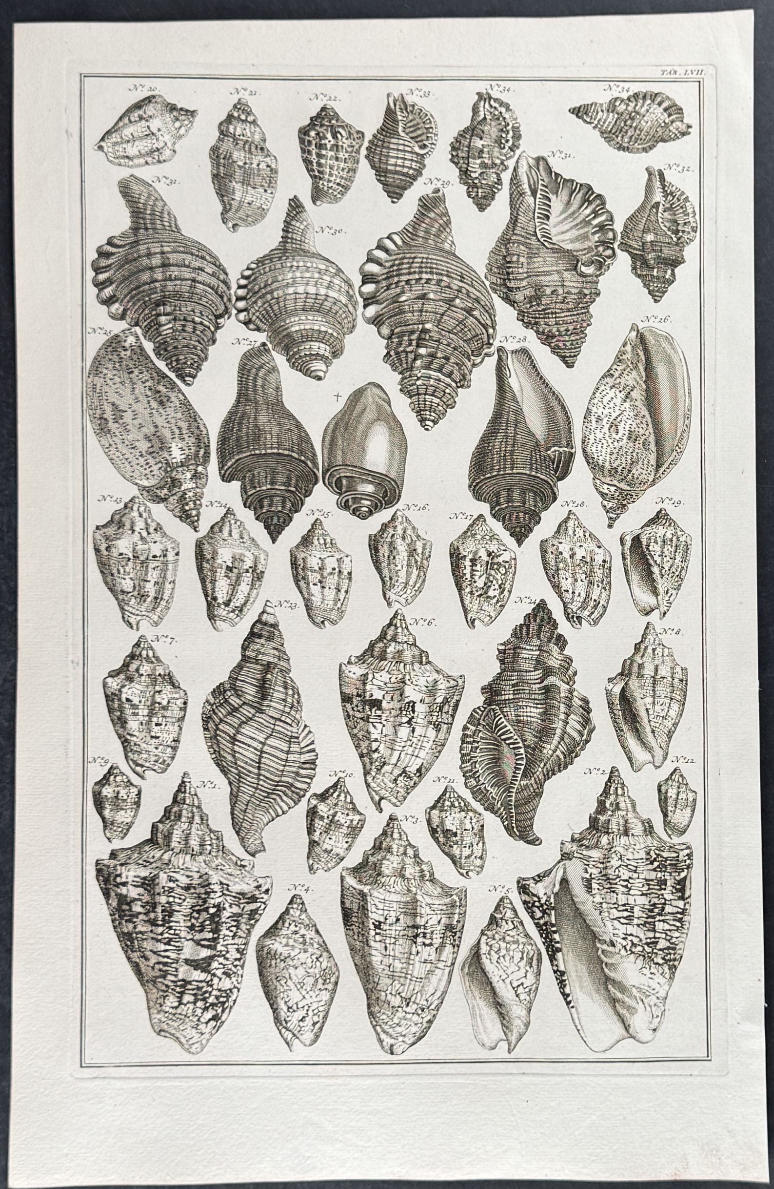 Seba - 6 Shell Engravings - 6