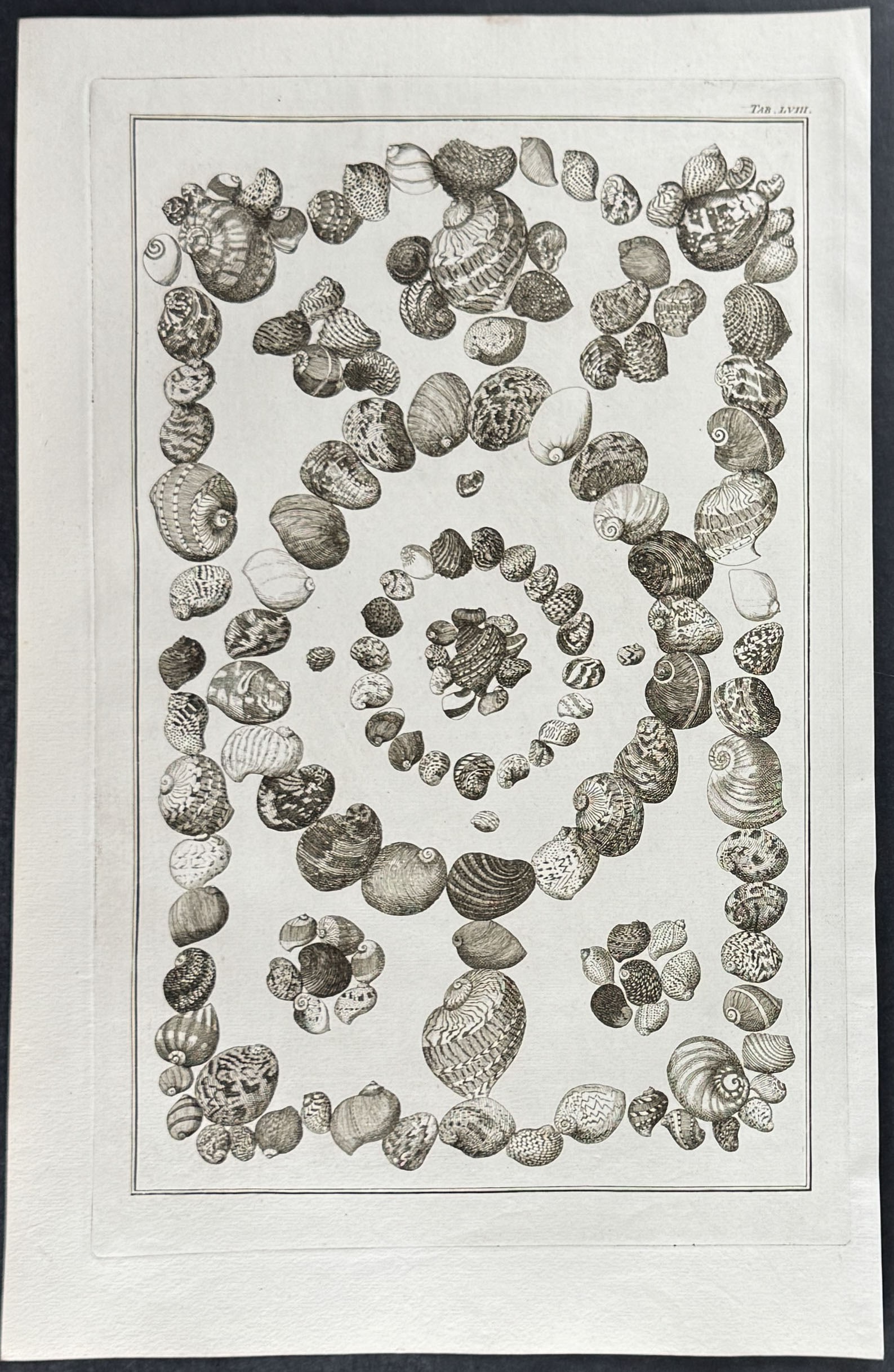 Seba - 6 Shell Engravings - 7