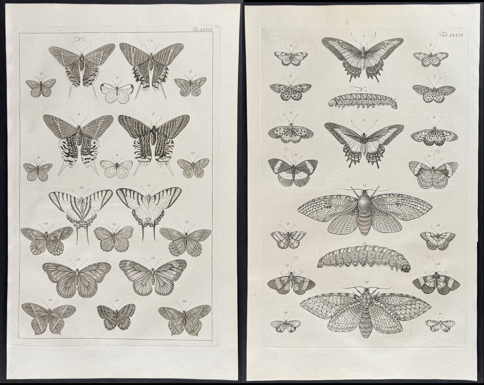 Seba - 4 Butterfly & Moth Engravings (1 of 5)
