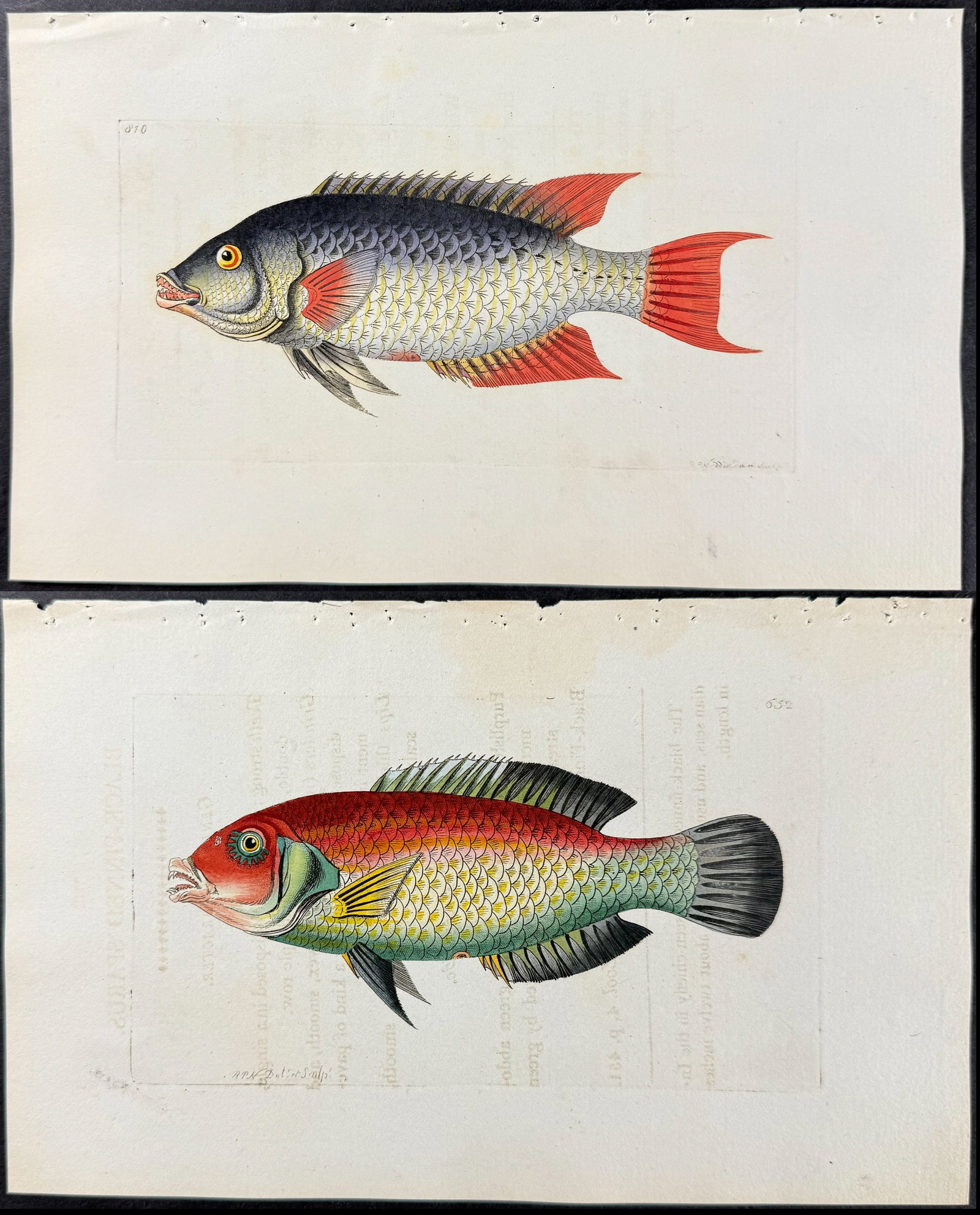 Shaw & Nodder - 6 Fish or Sea Life Engravings (1 of 7)