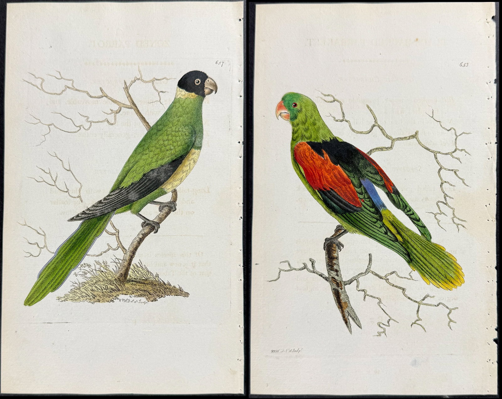 Shaw & Nodder - 6 Parrot Engravings (1 of 7)