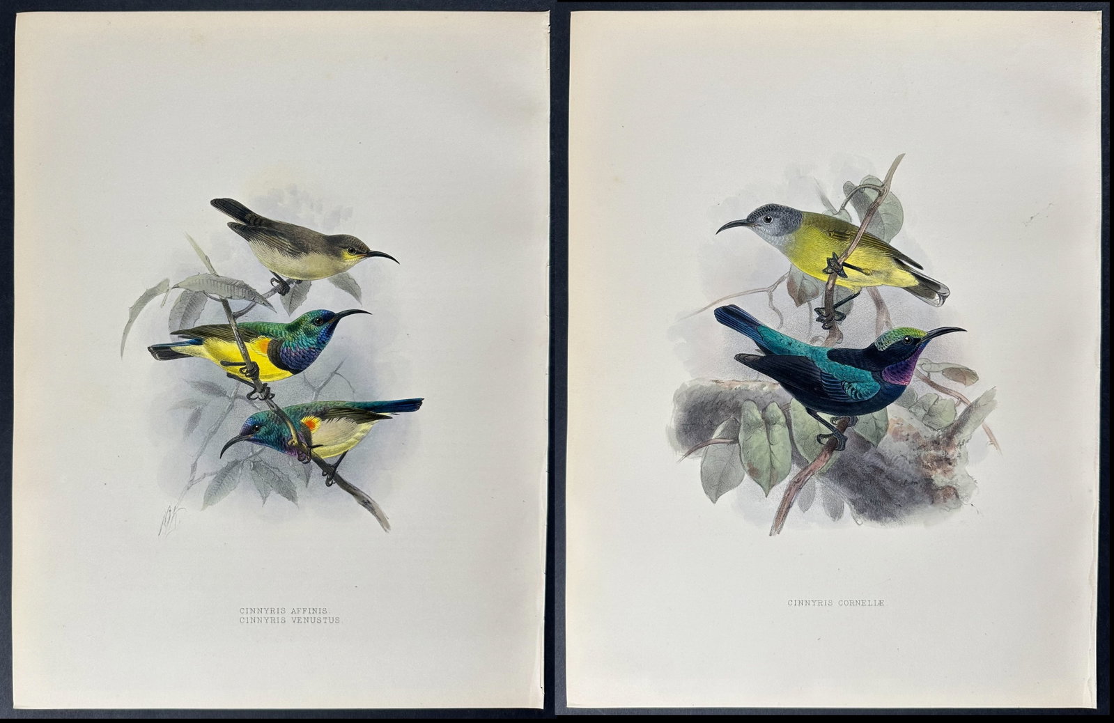 Shelley & Keulemans - 4 Sunbird Lithographs: Included in this lot: Green-collared Long-tailed Sunbird Himalayan Yellow-backed Sunbird Tarawai Sunbird Little Buff-breasted Sunbird Description of the work: This vibrant, originally hand-colored