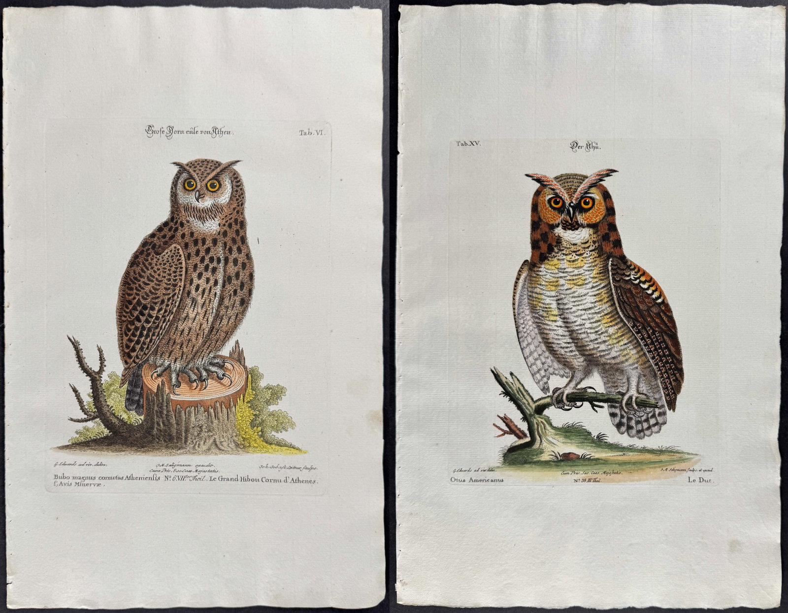 Seligmann after Edwards - Pair of Owl Engravings: Johann Seligmann created this wonderful folio work featuring the art of both George Edwards and Mark Catesby. Entitled Verzameling van Utlandsche en Zeldzaame Vogelen... or Sammlung verschiedener
